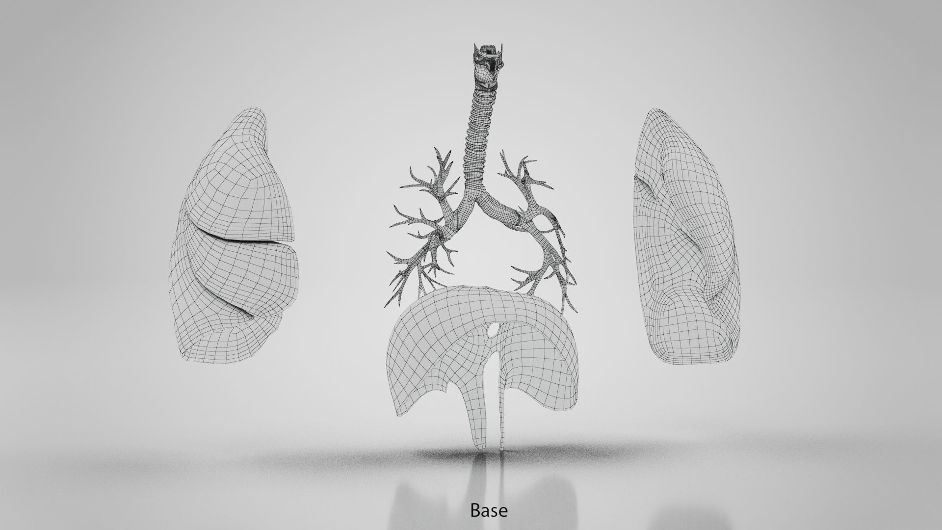 Human Lungs with Diaphragm Anatomy 3D model | CGTrader