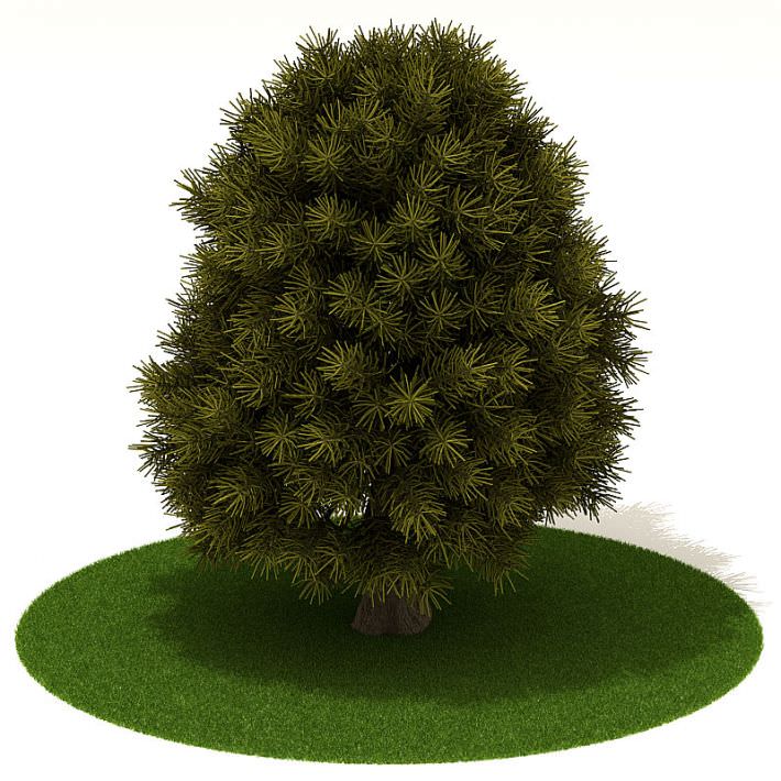 3 D Tree Texture