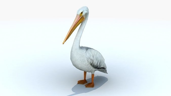  Pelican - Standing Low-poly 3D model