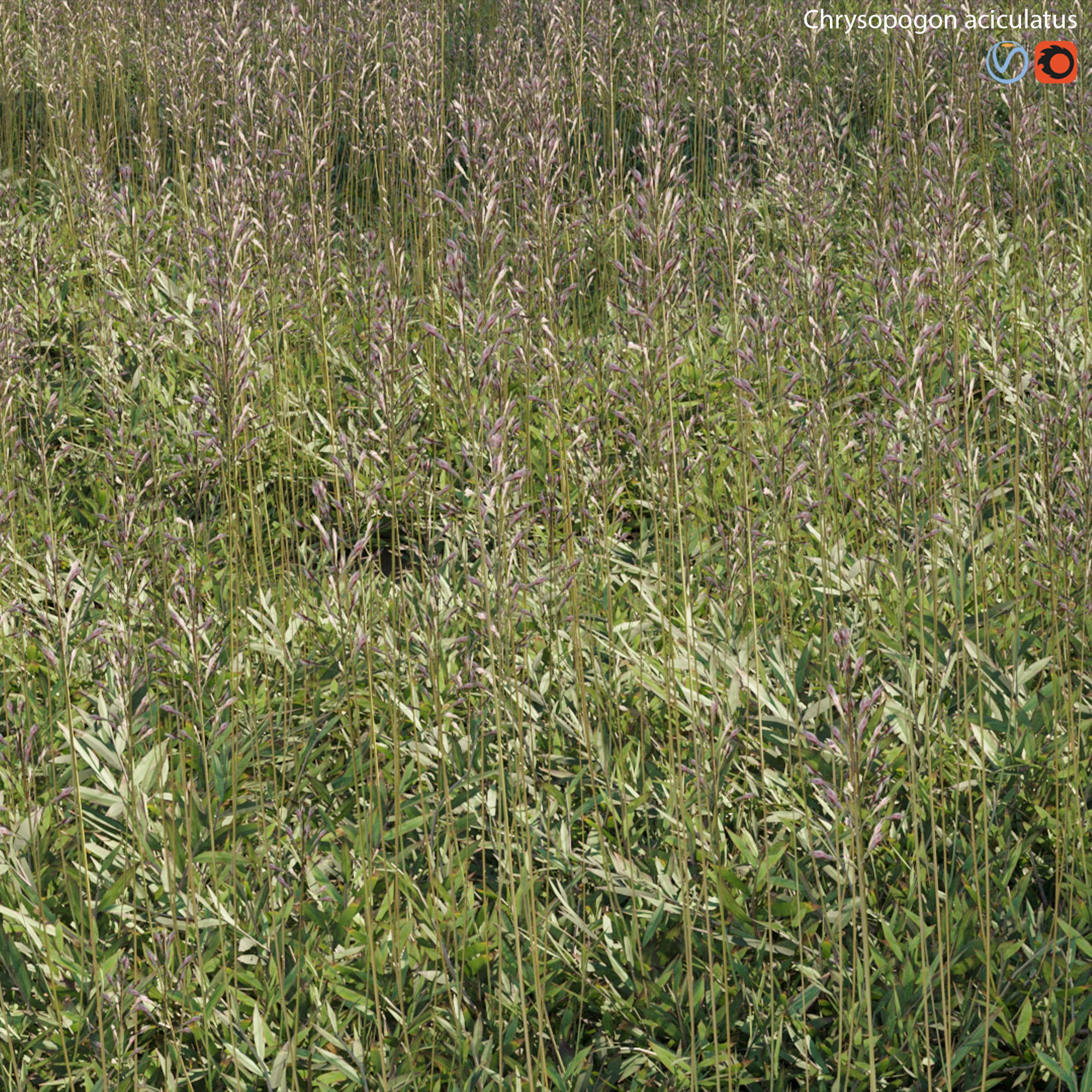 Chrysopogon aciculatus 01 3D model CGTrader