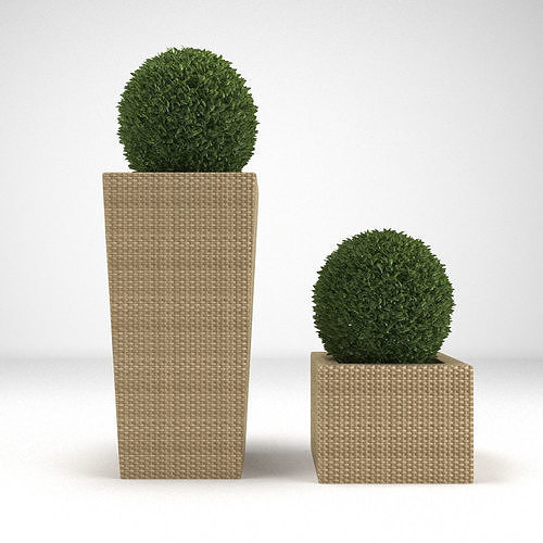 Box Scrub Bush 3D model | CGTrader