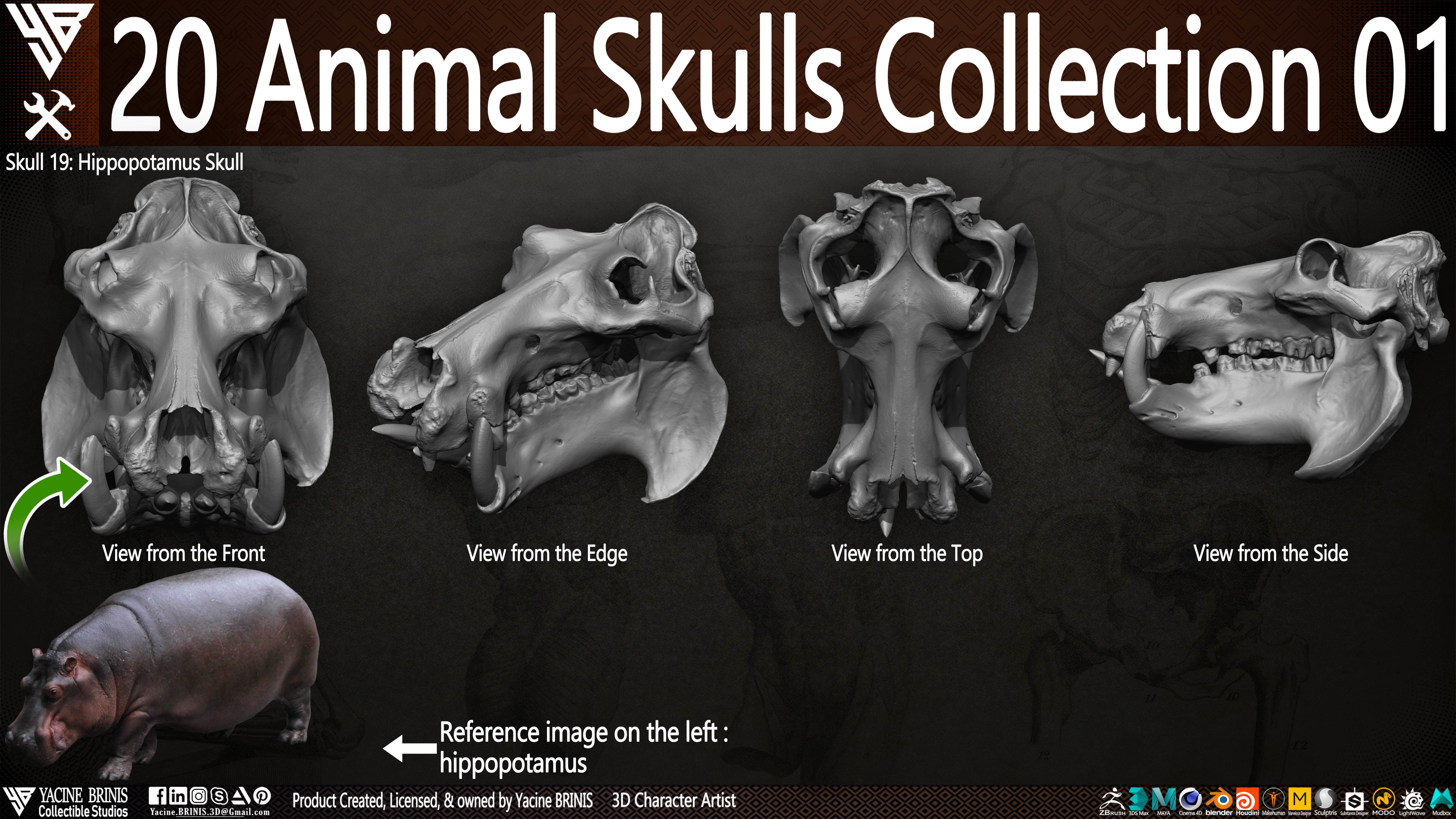 3D model 20 Animal Skulls Collection 01 VR / AR / lowpoly CGTrader