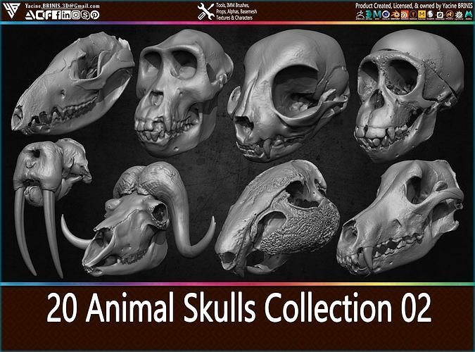 3D model 20 Animal Skulls Collection 02 VR / AR / lowpoly CGTrader