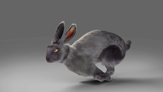 3D model Fur Rabbit Gray V02 Rigged and Animation VR / AR / low-poly ...