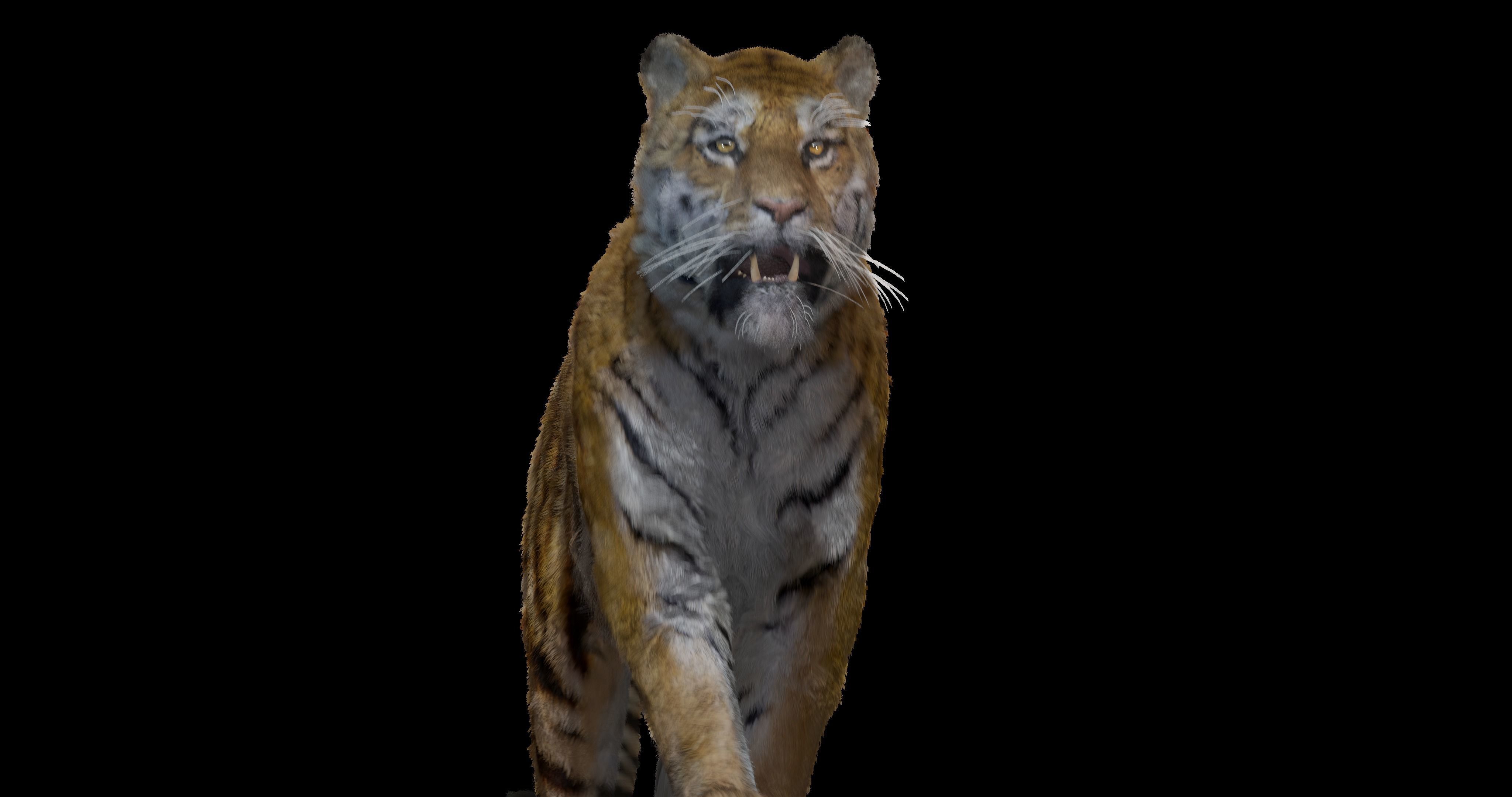 Realistic Tiger Rigged and Animated model Blender 3D model animated