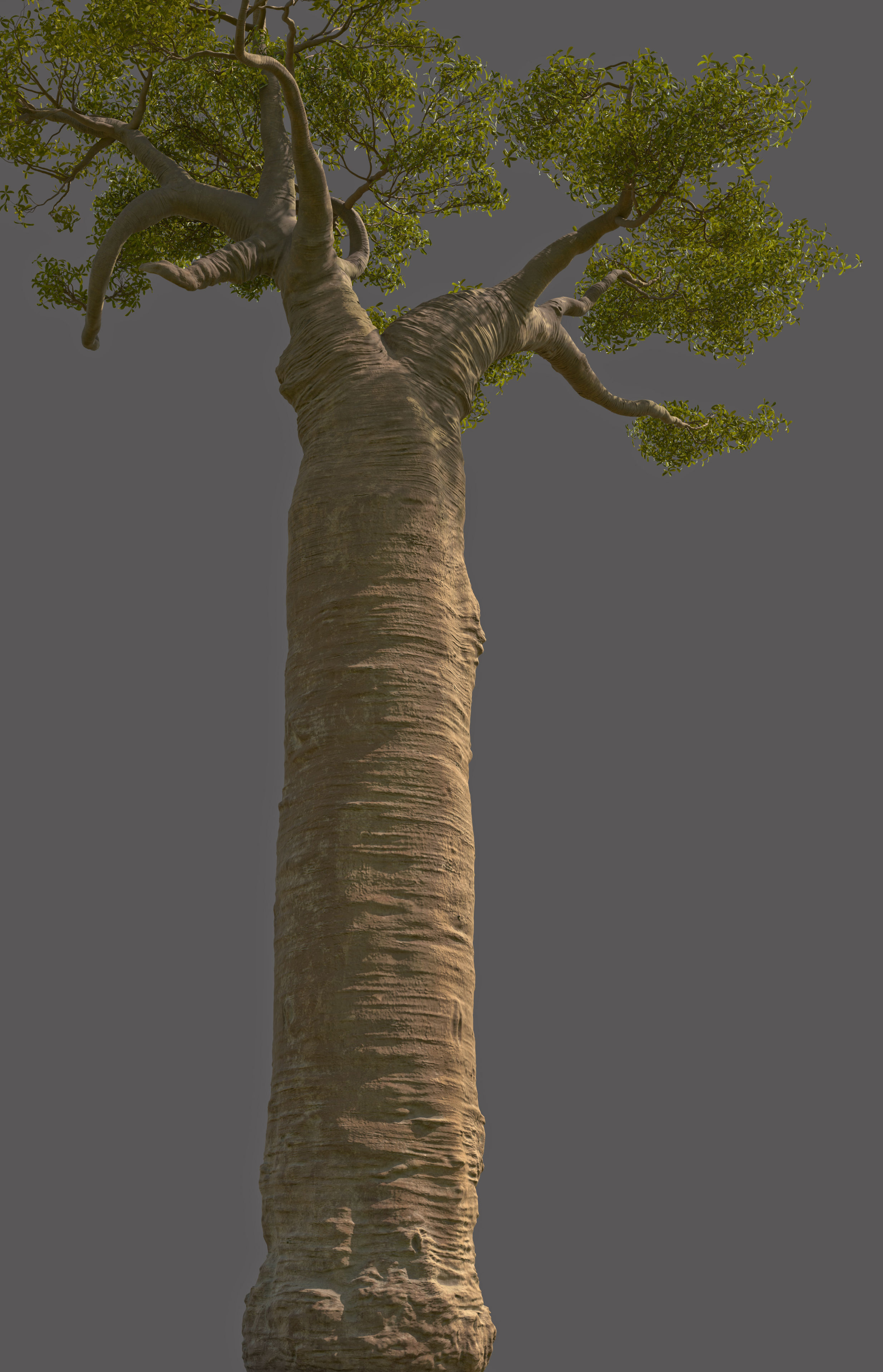baobab tree 3D model | CGTrader
