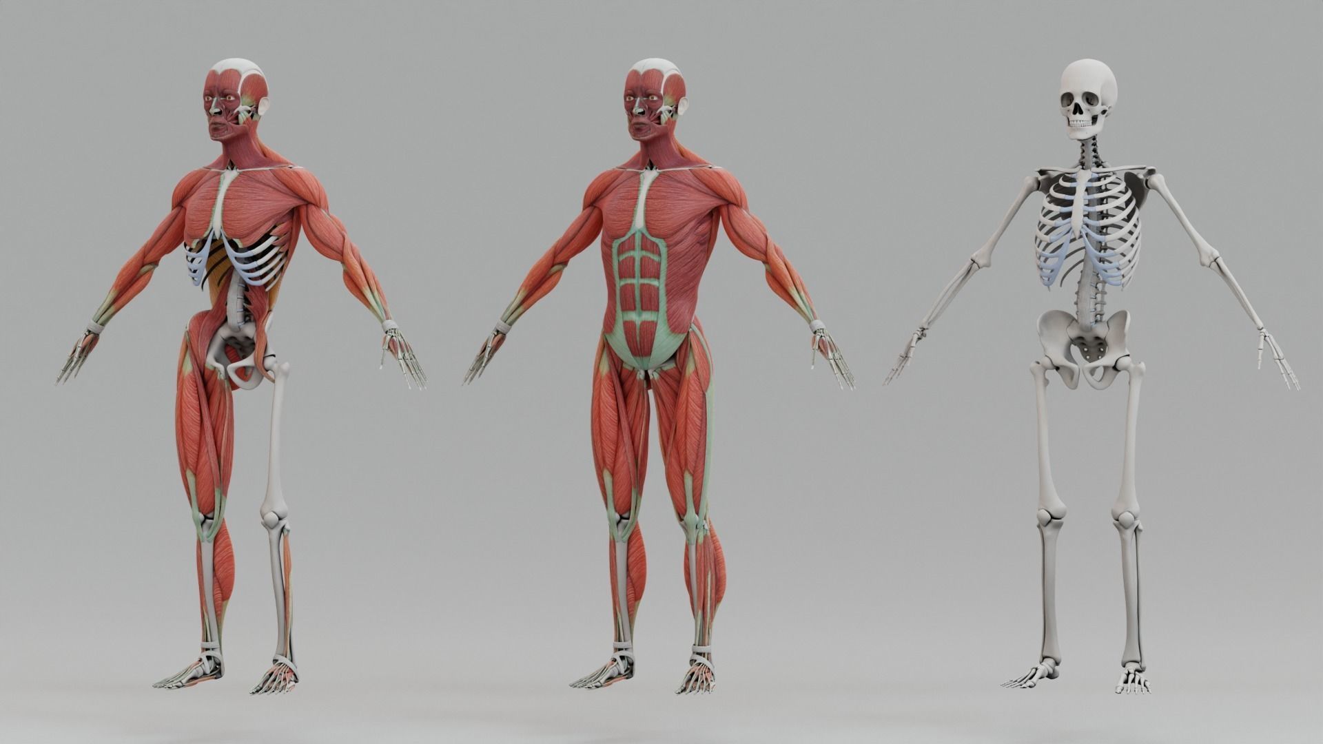 Human Body Anatomy Human Body Anatomy