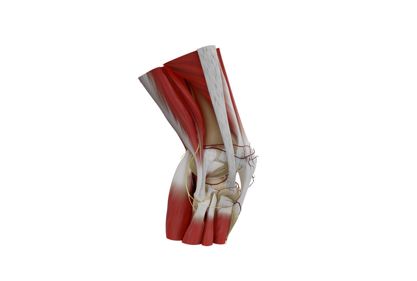 Knee Anatomy 3D model CGTrader