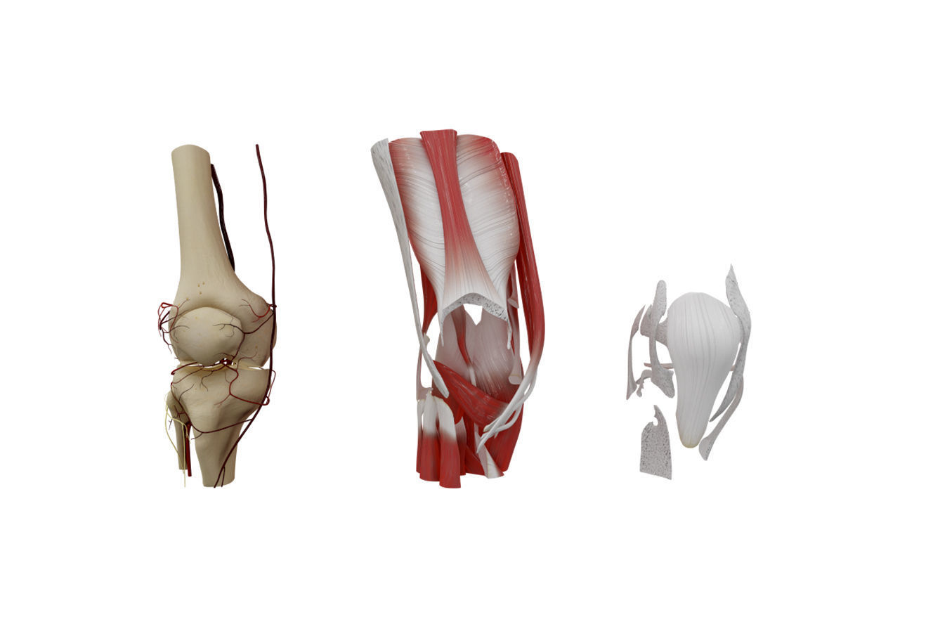 Knee Anatomy 3D model CGTrader