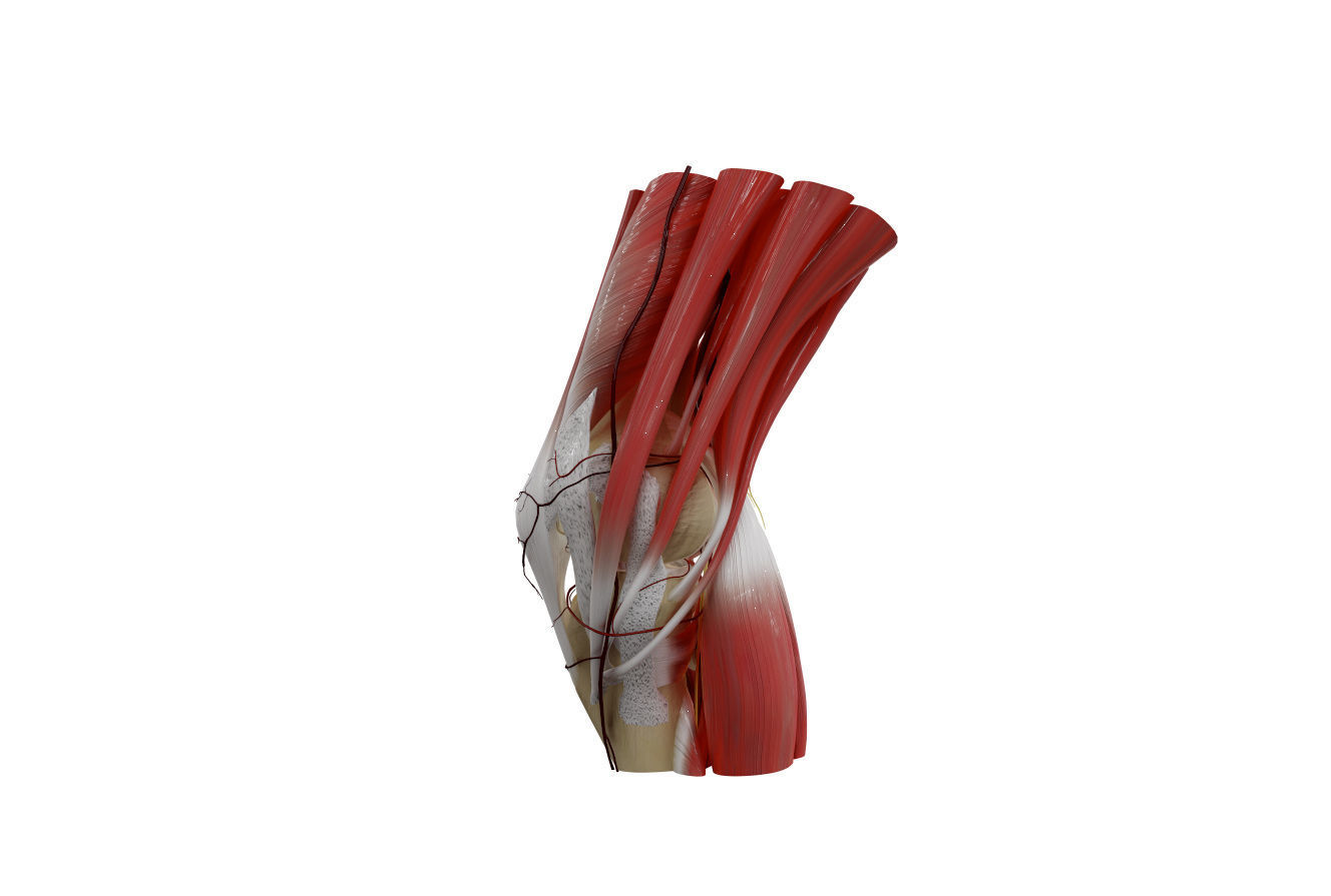 Knee Anatomy 3D model CGTrader