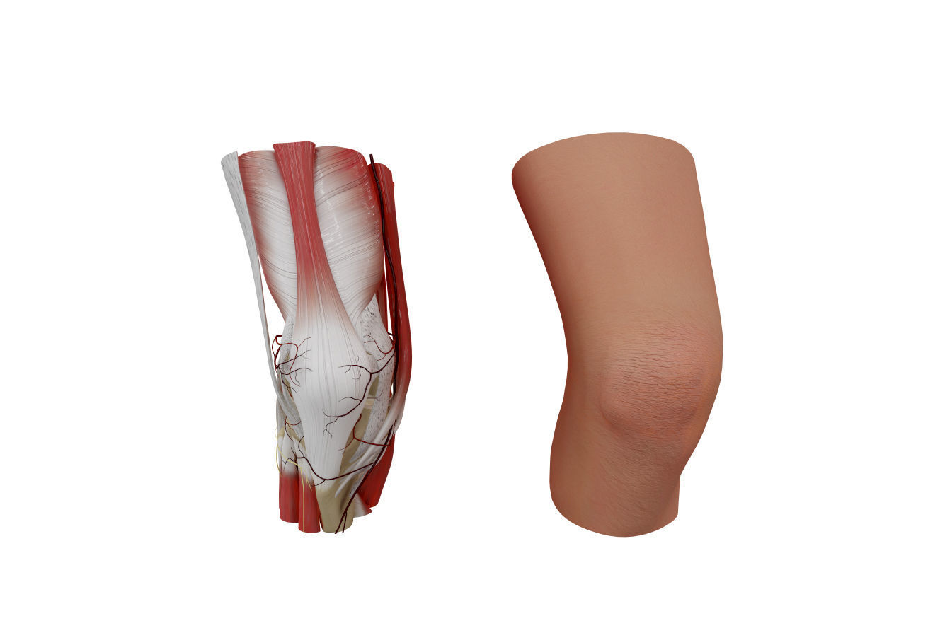 Left Knee Model Knee Anatomy 3D model | CGTrader
