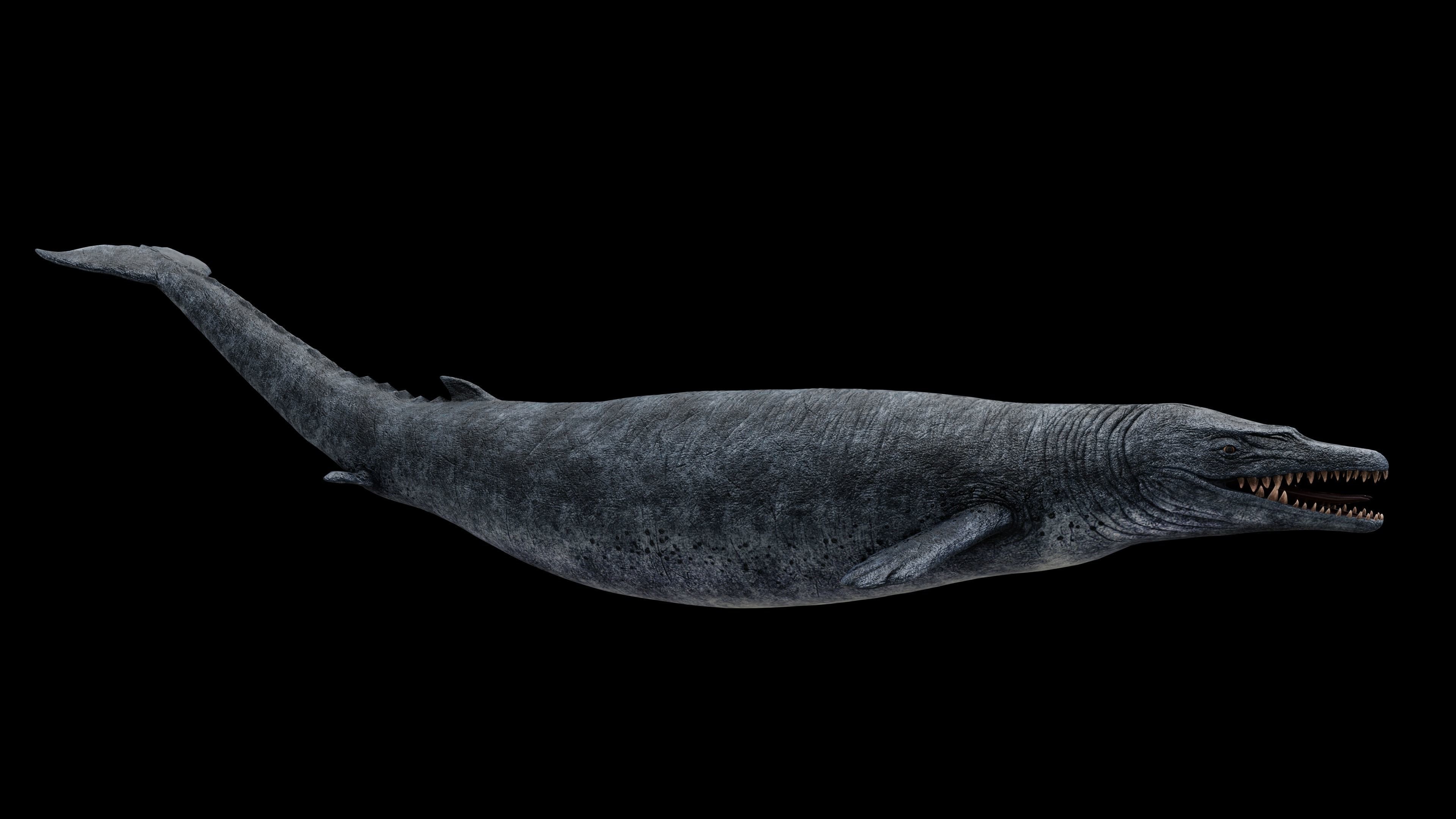 3D model Basilosaurus Sea Dinosaur VR / AR / lowpoly CGTrader