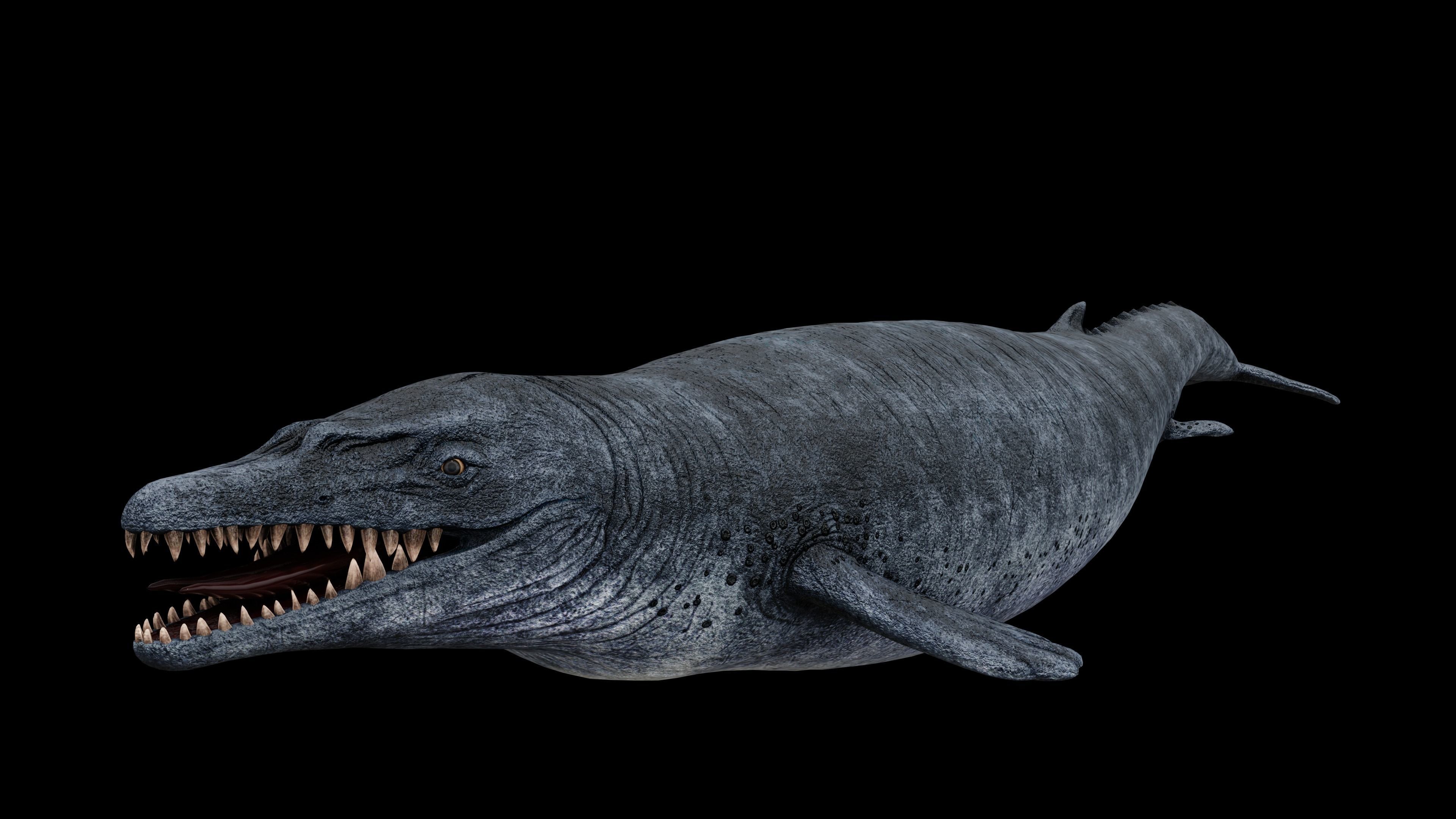 3D model Basilosaurus Sea Dinosaur VR / AR / lowpoly CGTrader