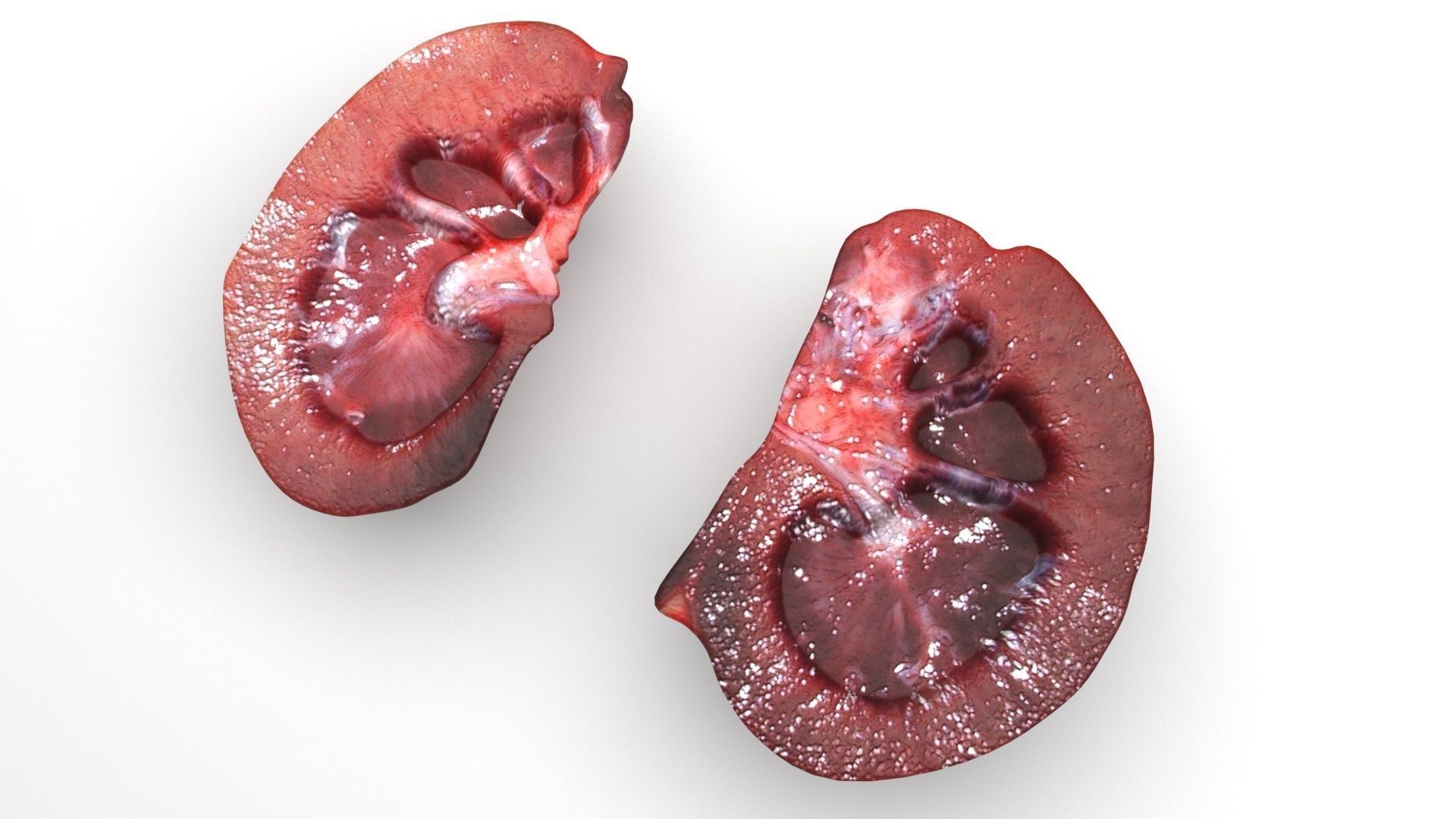 Kidney Section 3D model | CGTrader