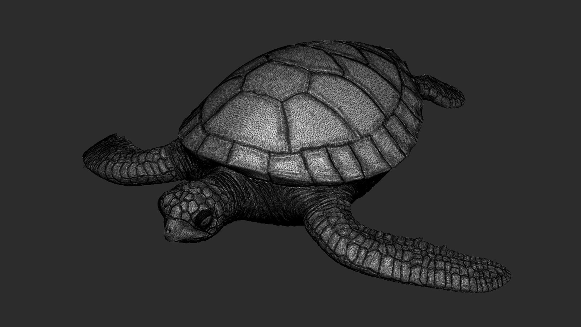 Turtle print 3D sea toy 3D model 3D printable | CGTrader