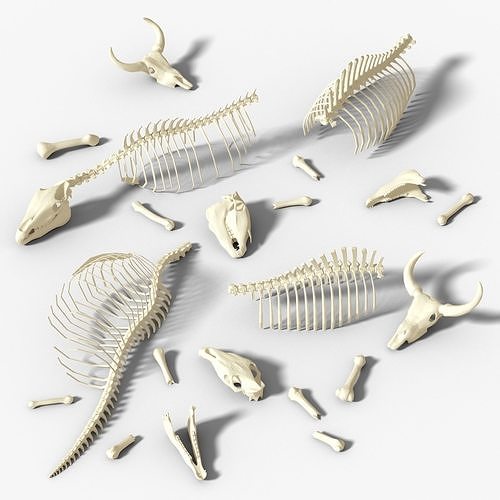 3D model Animals bones with skulls VR / AR / lowpoly CGTrader