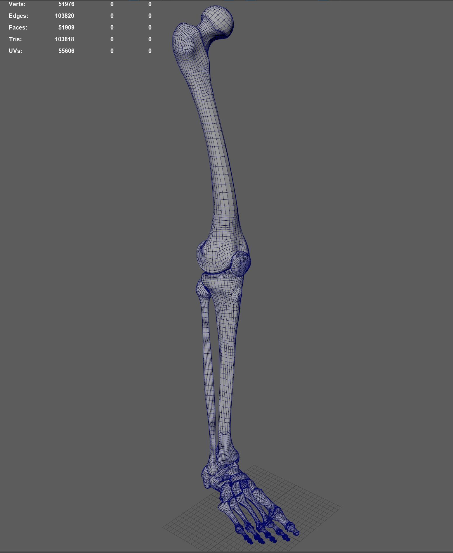 3D model Skeleton Leg - Leg Bones VR / AR / low-poly | CGTrader