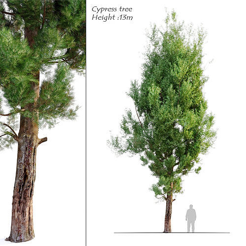 cypress tree 05 3D model | CGTrader