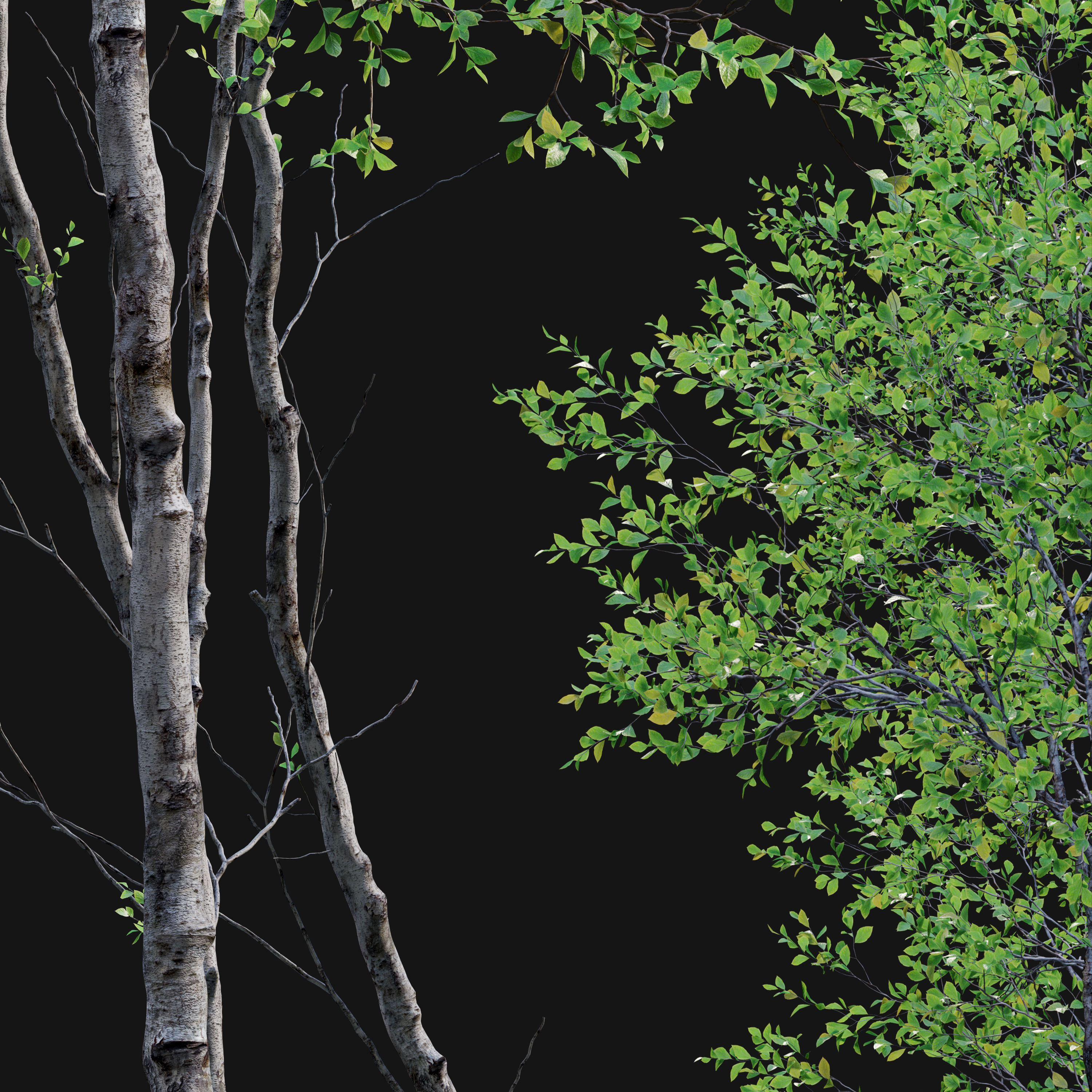 Forest trees set 01 3D model | CGTrader