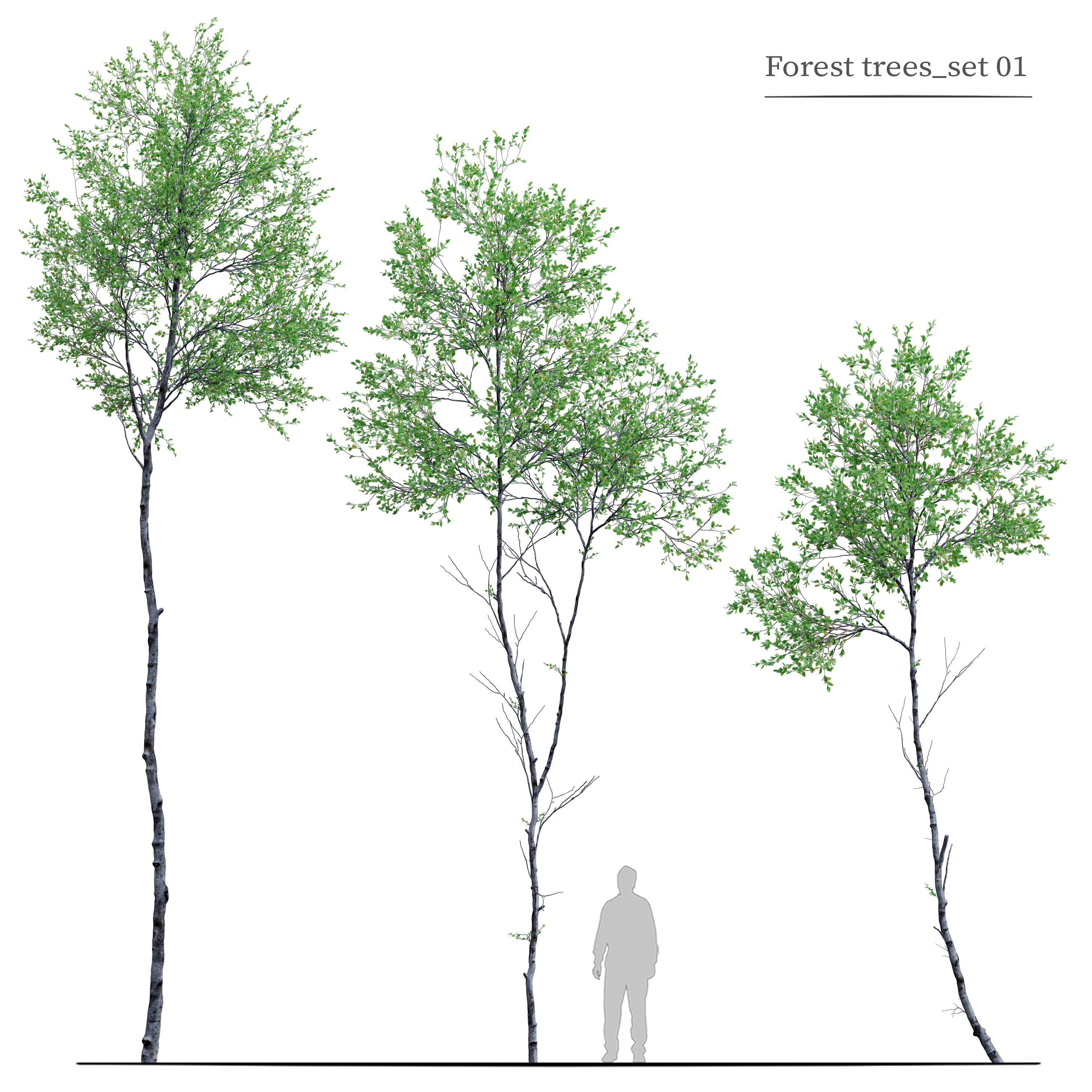 Forest trees set 01 3D model | CGTrader