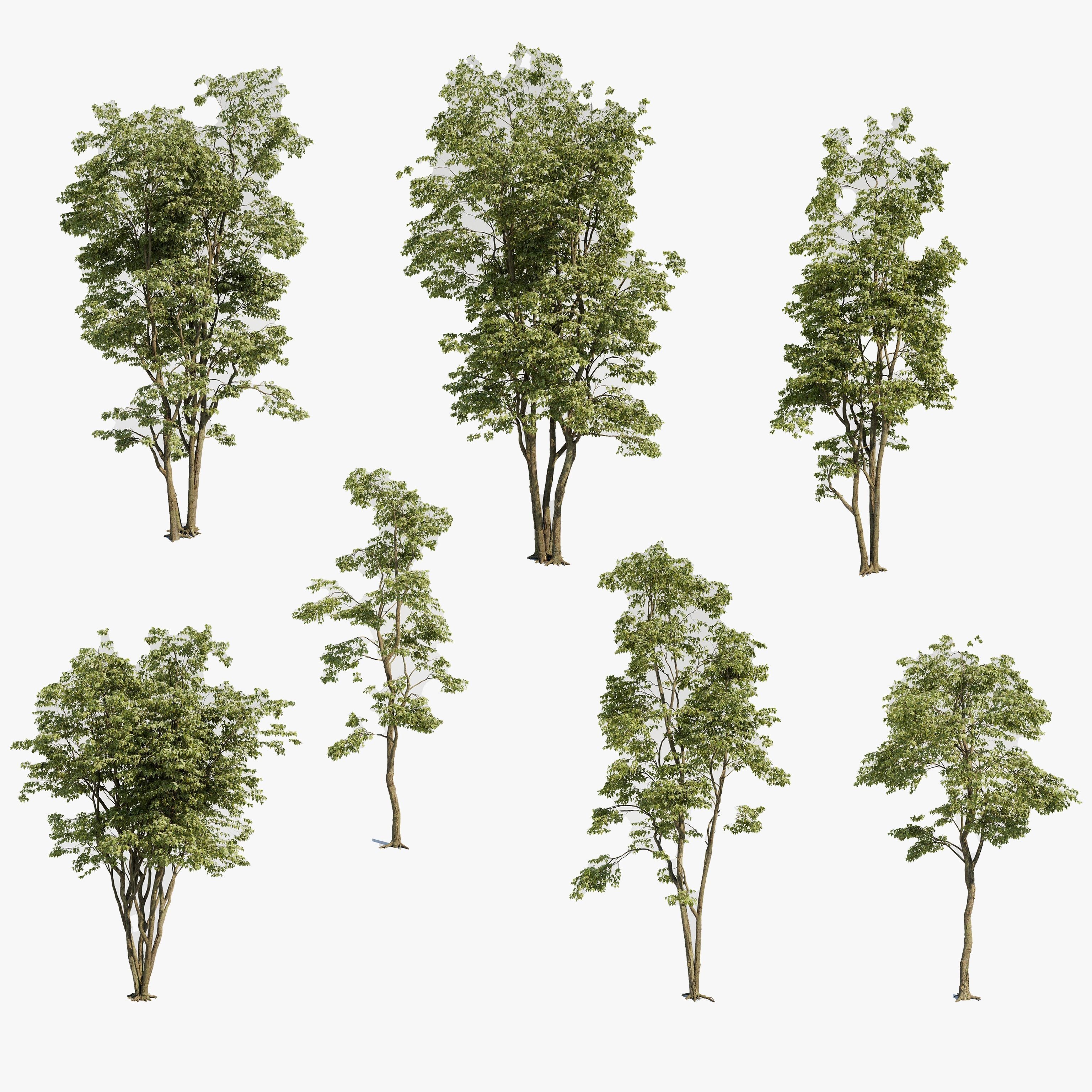 Maple Tree - Acer Rubrum Pack 3D model animated | CGTrader