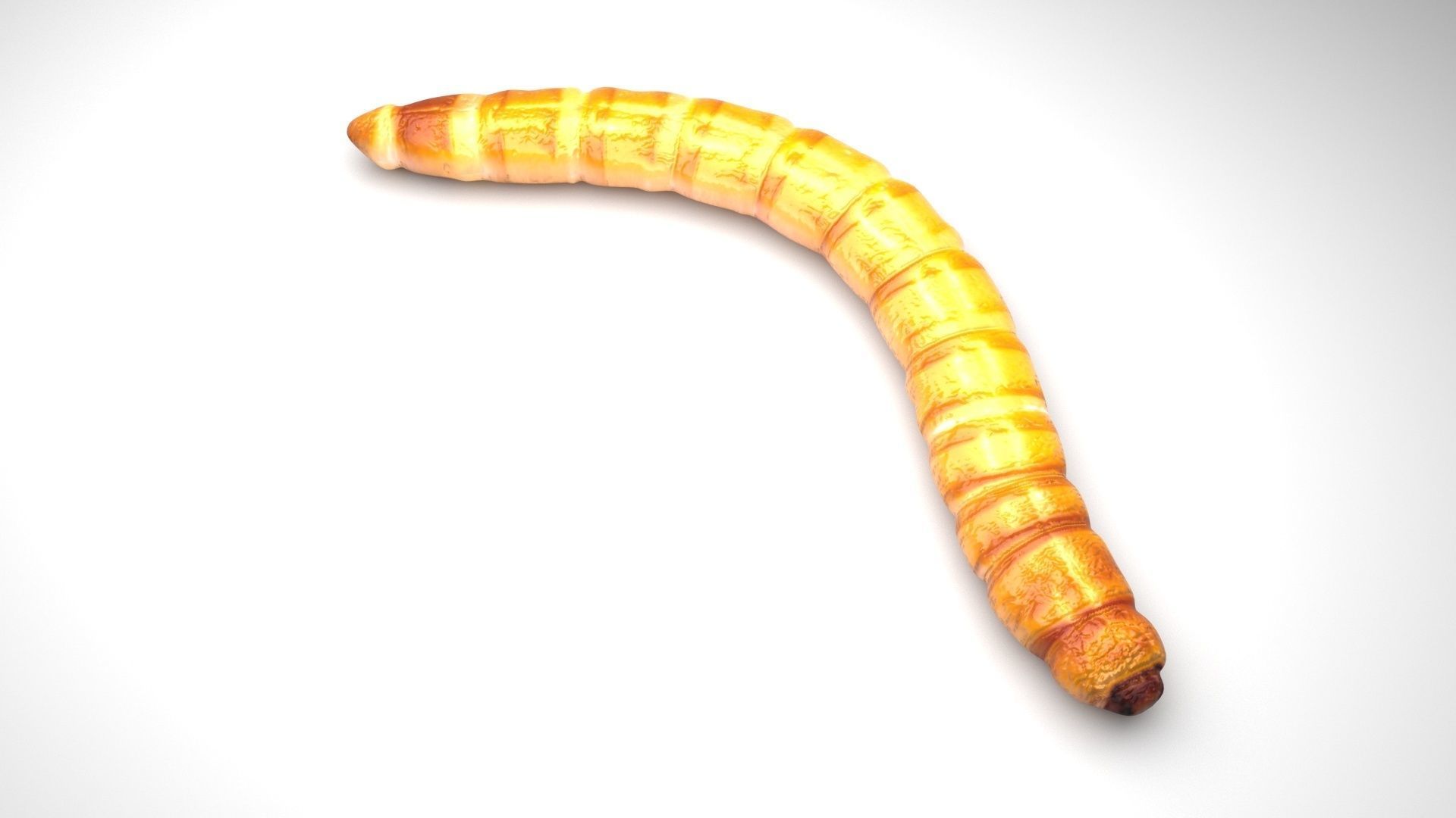 Mealworm 3D model | CGTrader
