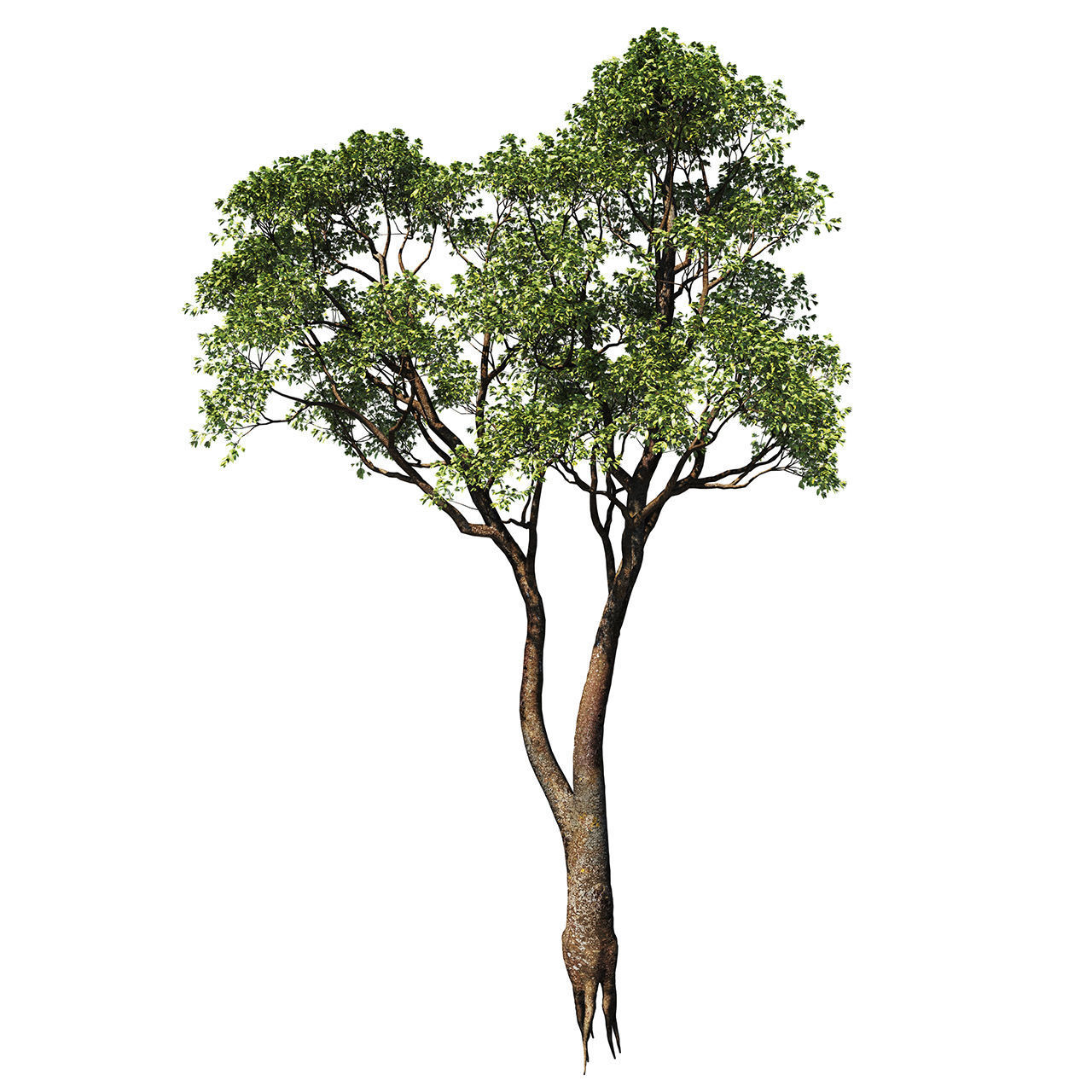 Tree oak 3D model | CGTrader