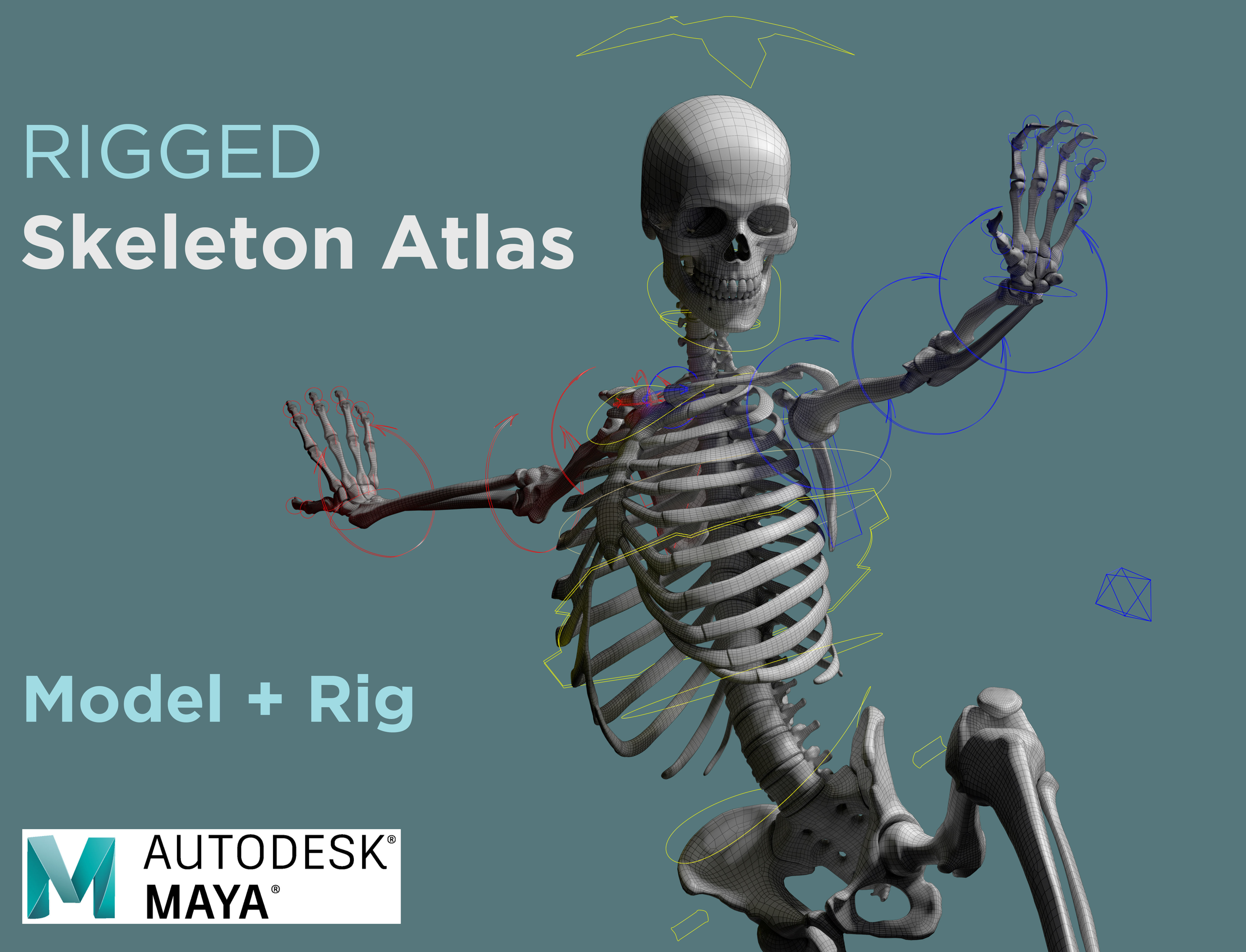 3D model Rigged Skeleton - Skeletal System - Skeleton Rig VR / AR / low ...