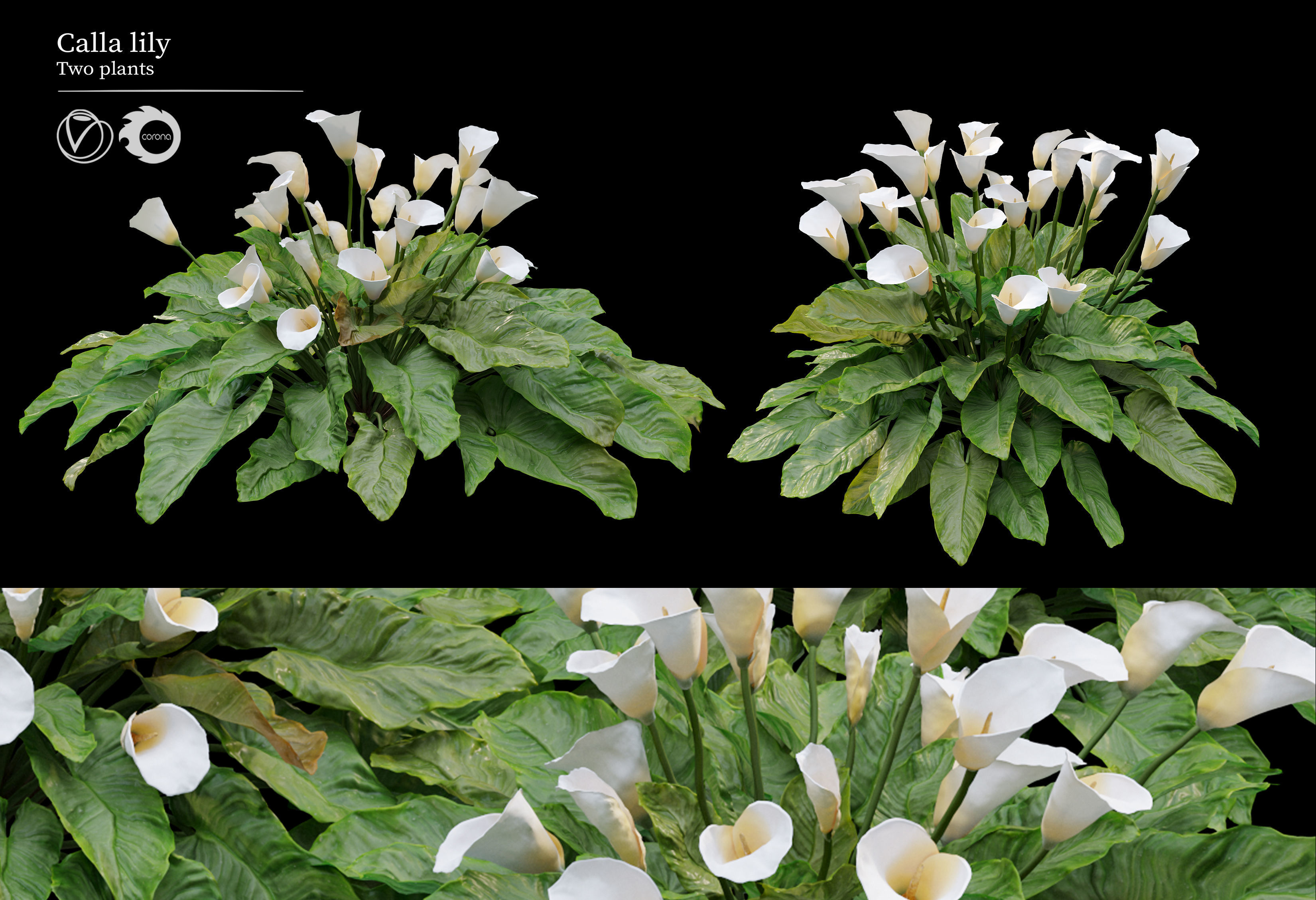 Calla Model Examples calla lily 3D model | CGTrader