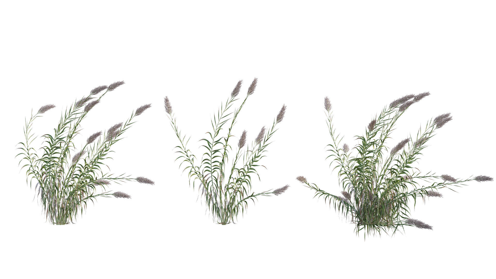 Arundo donax Giant Reed Spanish Reed 01 3D model CGTrader