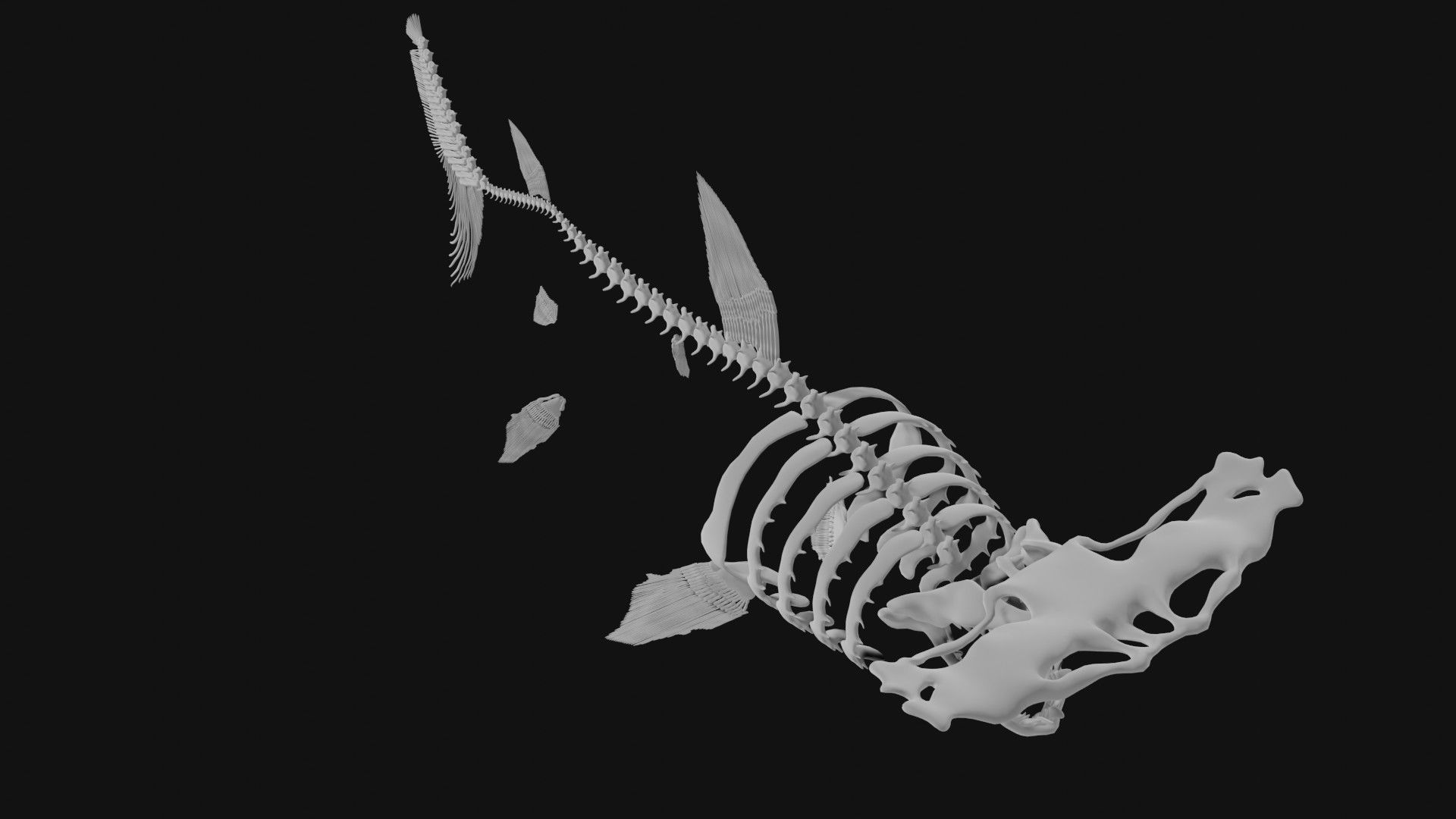 Hammerhead Shark Skeleton 3D model | CGTrader