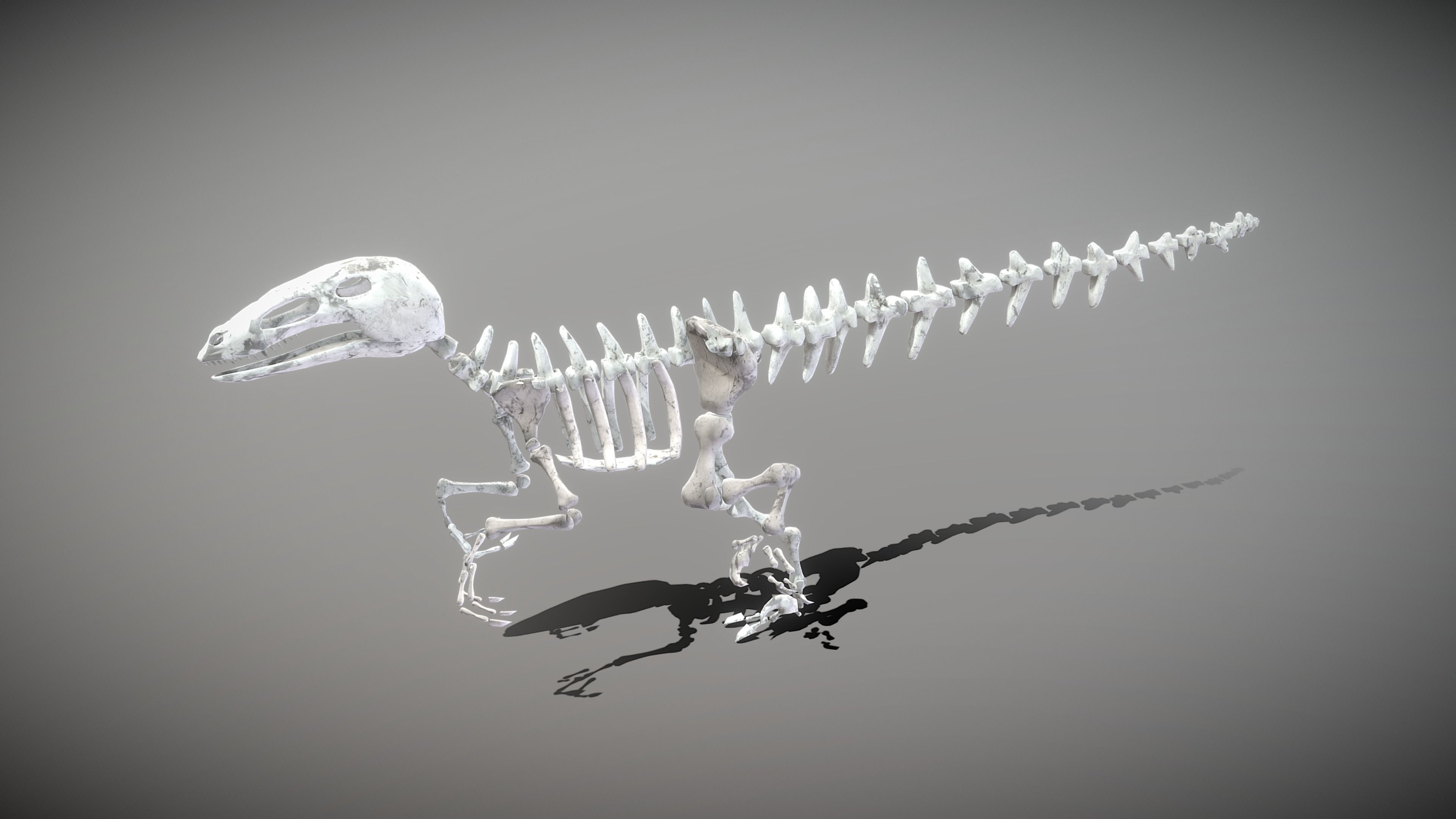 3D model Dinosaur Skeleton VR / AR / lowpoly CGTrader