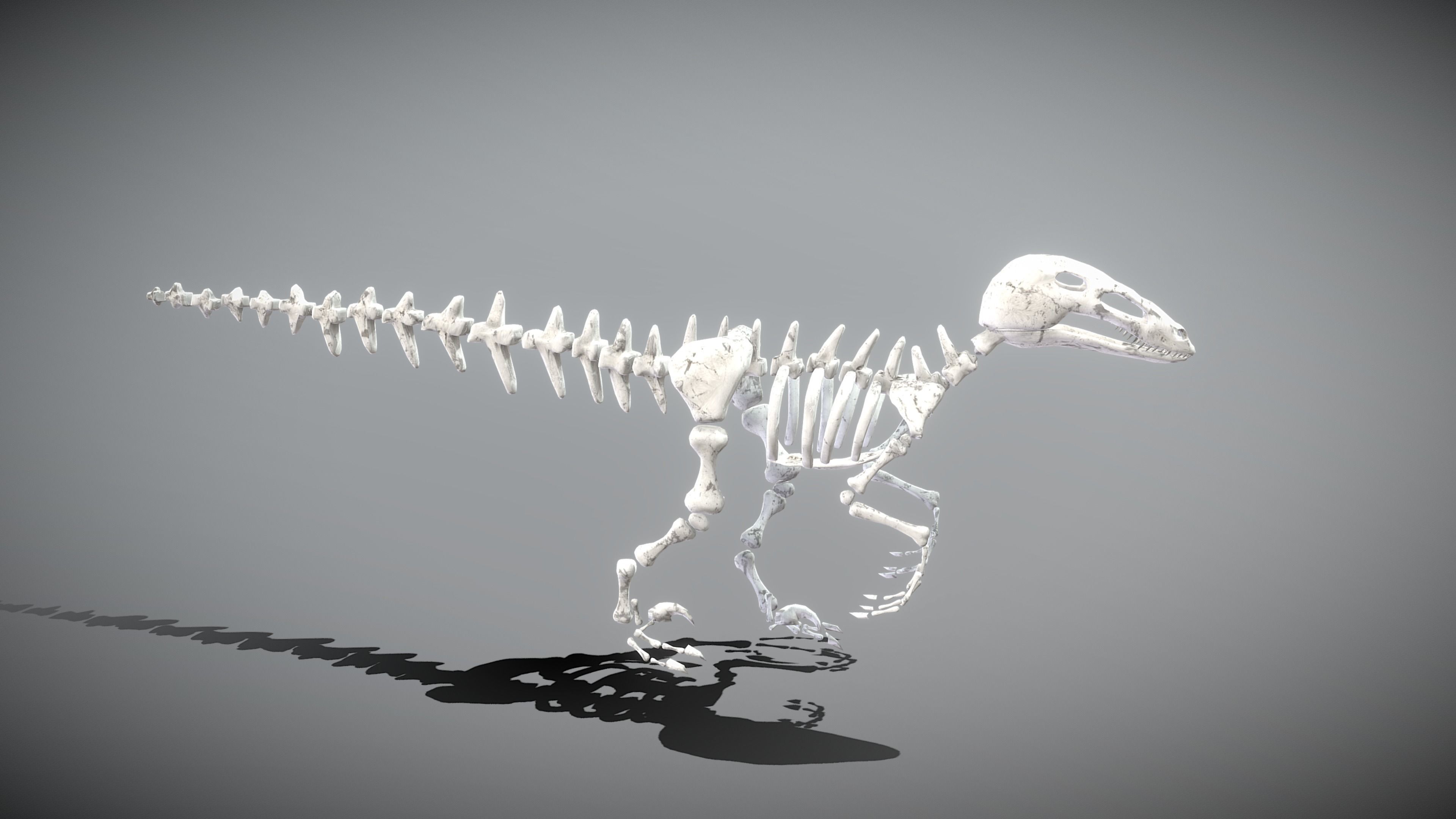 3D model Dinosaur Skeleton VR / AR / lowpoly rigged animated CGTrader