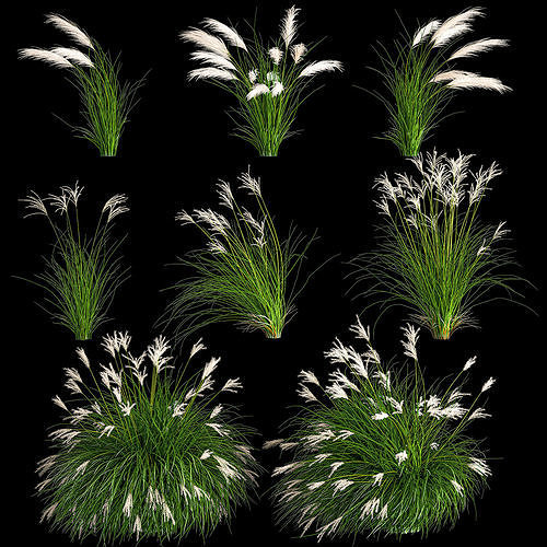 Ornamental Bushes For Landscape Design 1131 3D model | CGTrader