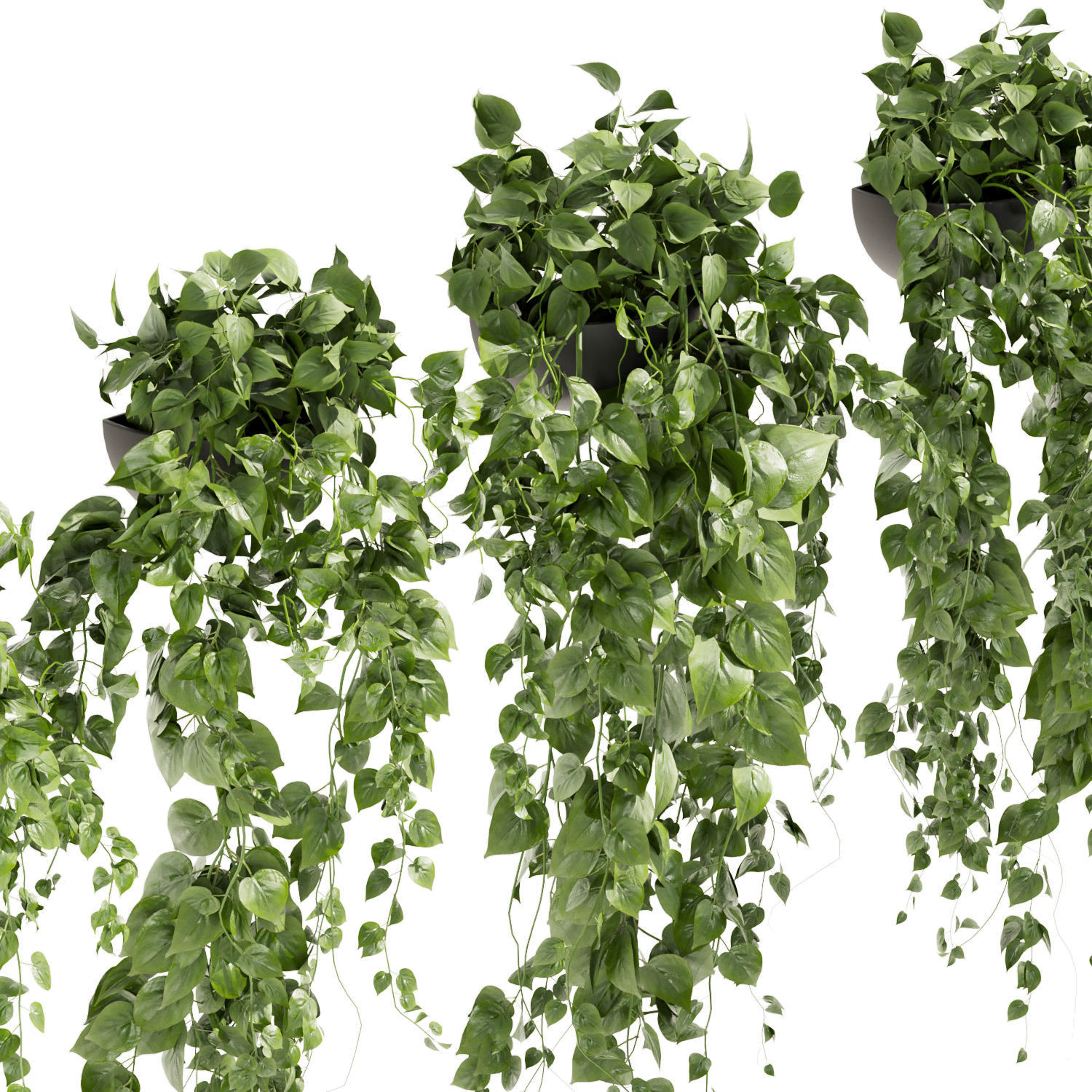 Collection plant vol 412 - pothos - hanging - ampelous 3D model | CGTrader