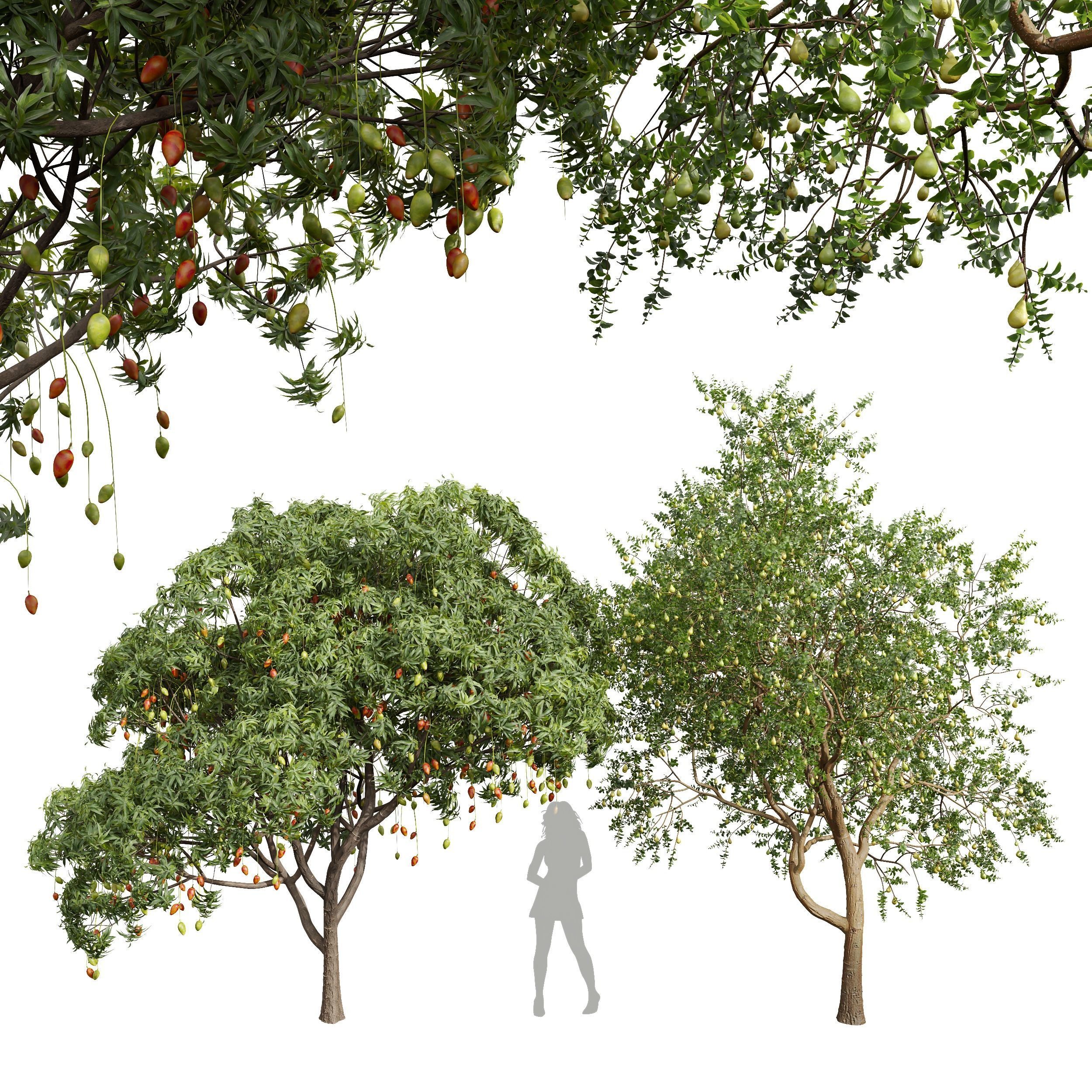 New Plant Mangifera Indica Mango Pear Pyrus Communis Green 3D model