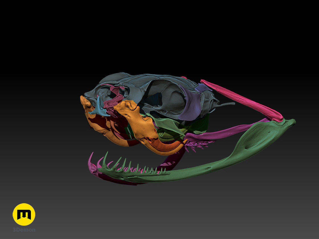 Gaboon Viper Snake Skull free 3D model 3D printable | CGTrader