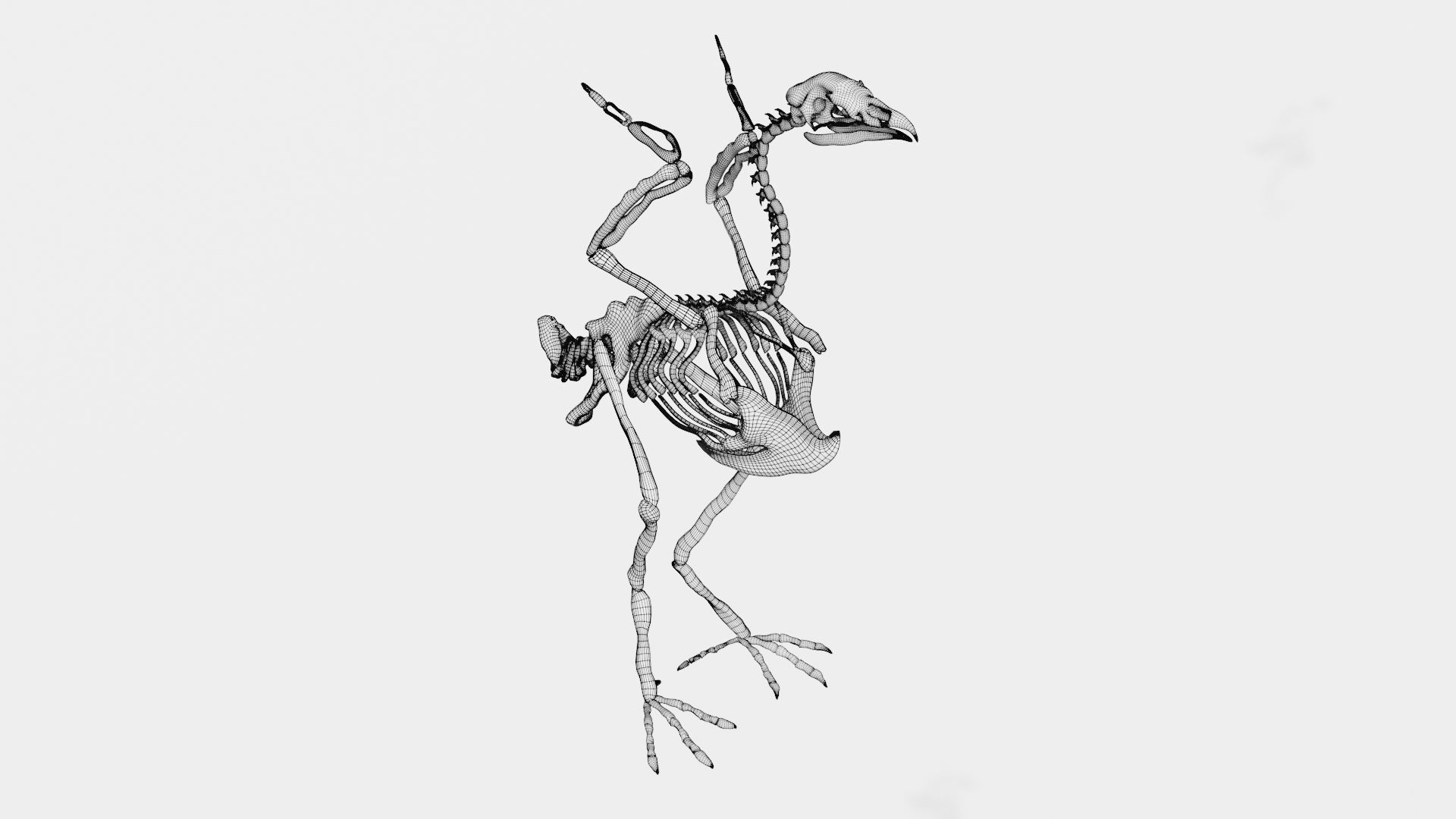 Turkey skeleton 3D model CGTrader