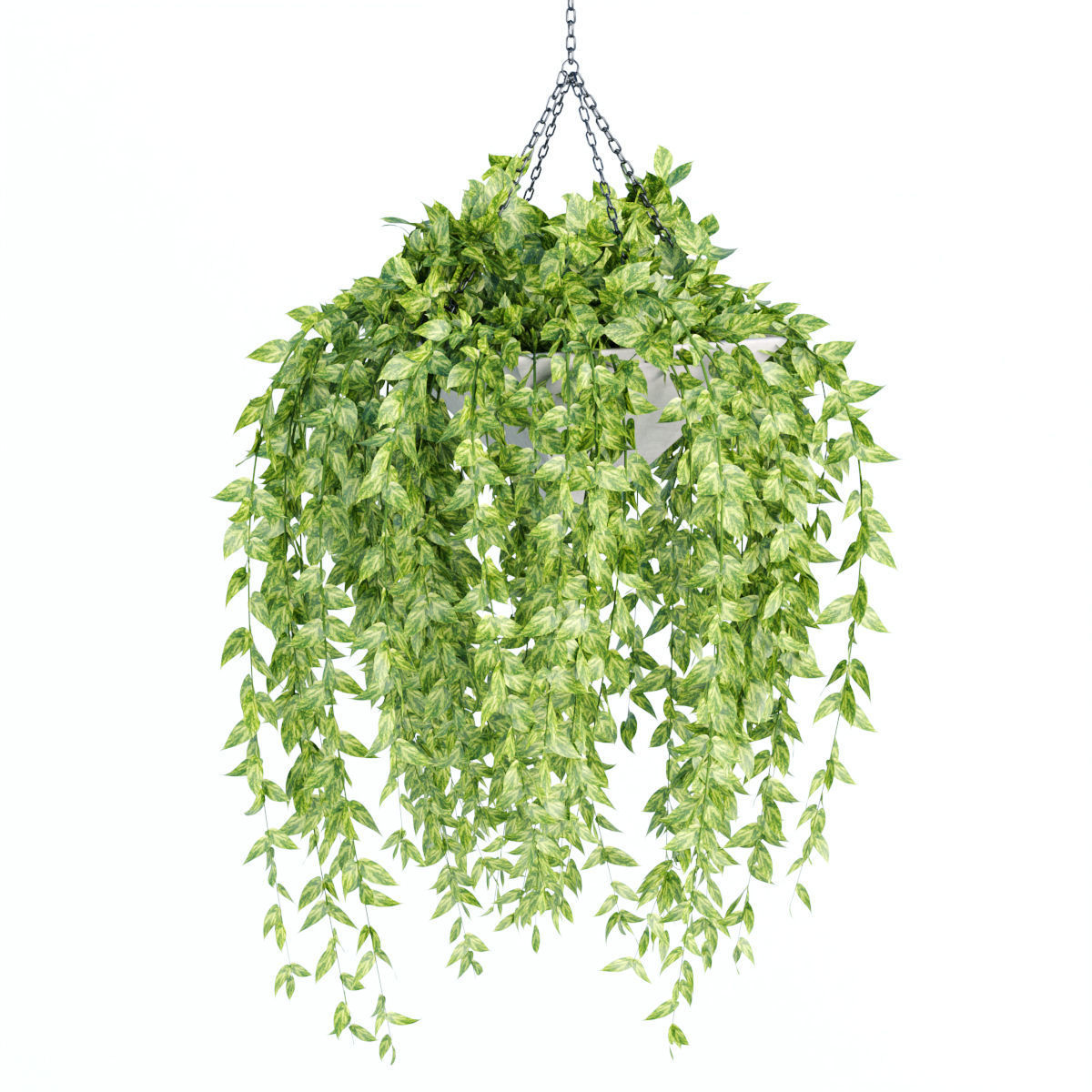 Hanging plants indoor collection 3D Models CGTrader