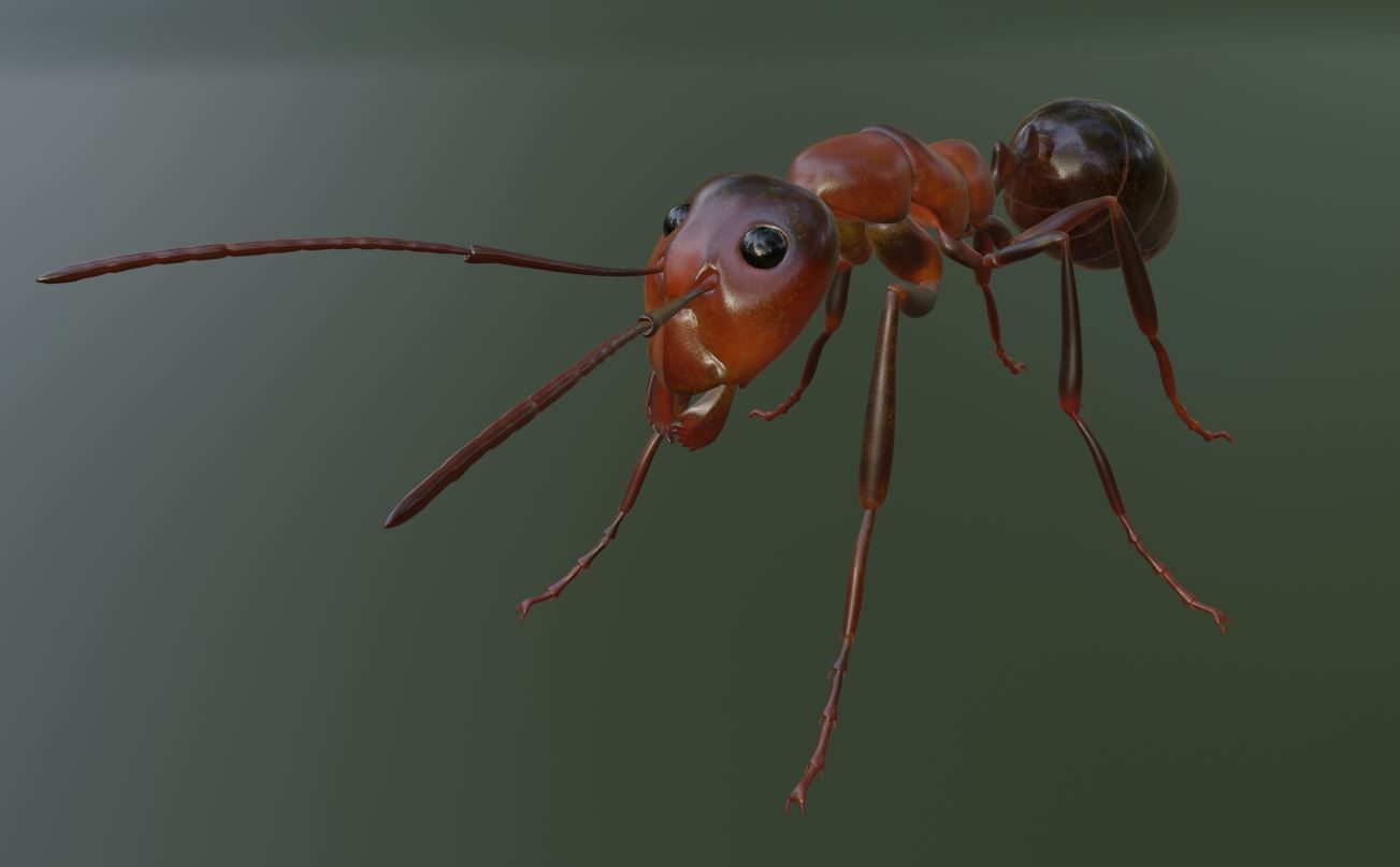 3D model RedAnt 3d ant VR / AR / low-poly | CGTrader