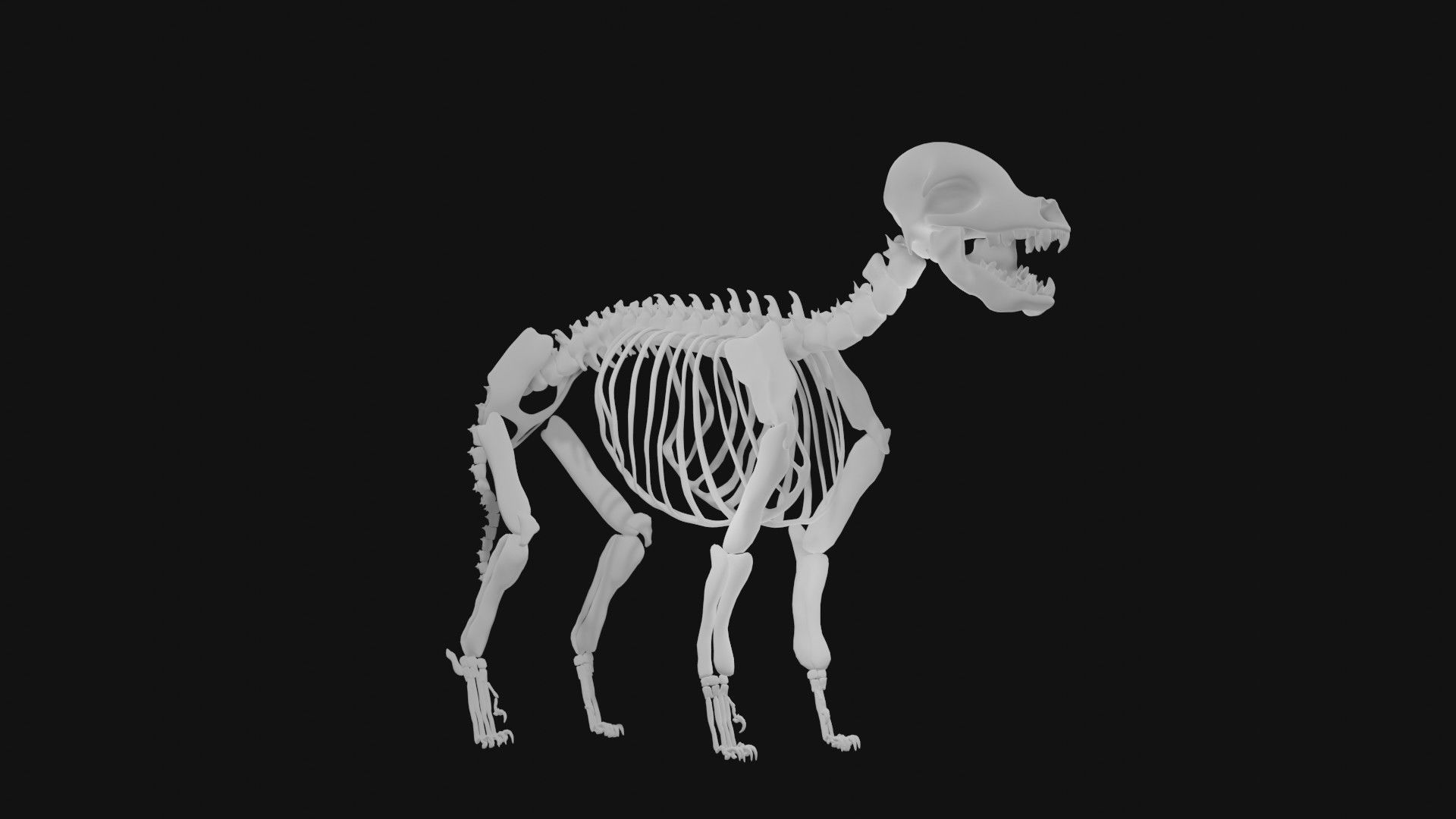 Puppy skeleton 3D model CGTrader