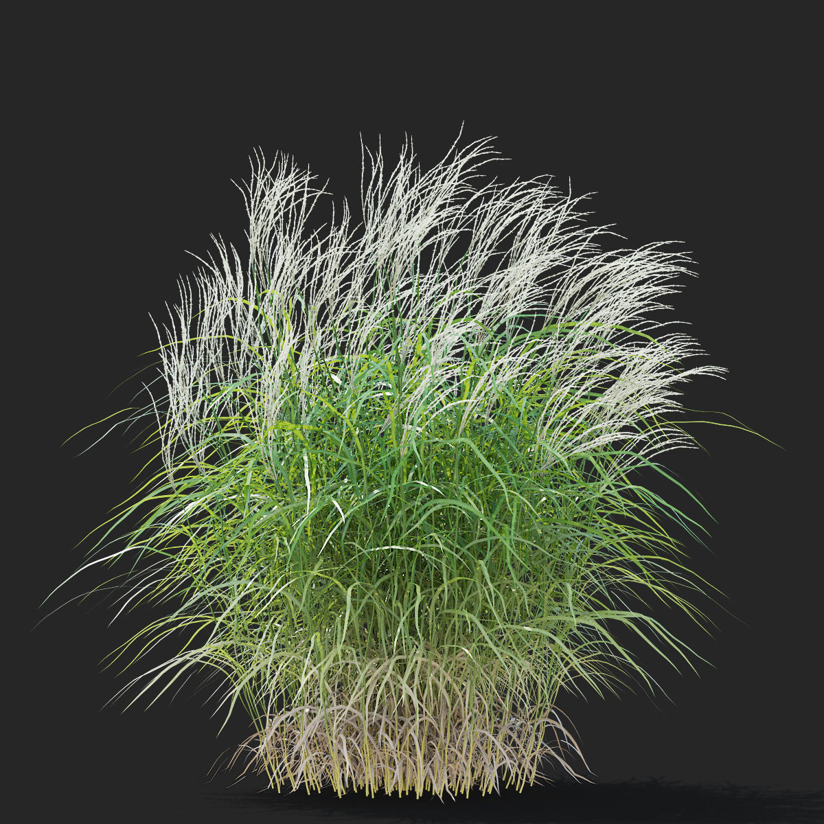 Miscanthus Sinensis Ornamental Grass 3d Model Cgtrader
