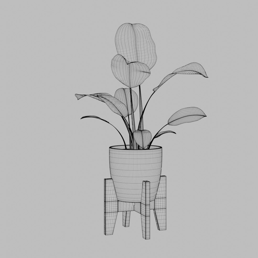 Dumb Cane Pot Plant 3D model CGTrader