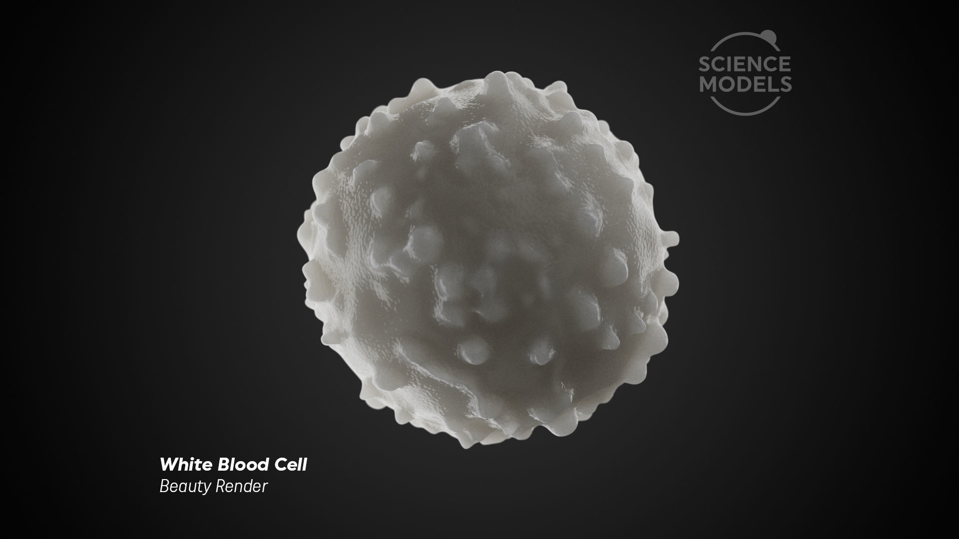 White blood cell 3d model cgtrader