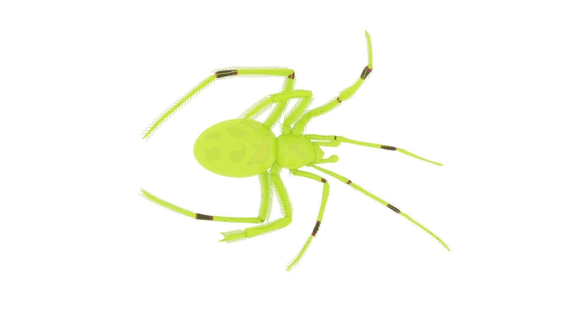 Happy Face Spider 3D Model CGTrader Happy face spider 3d model cgtrader