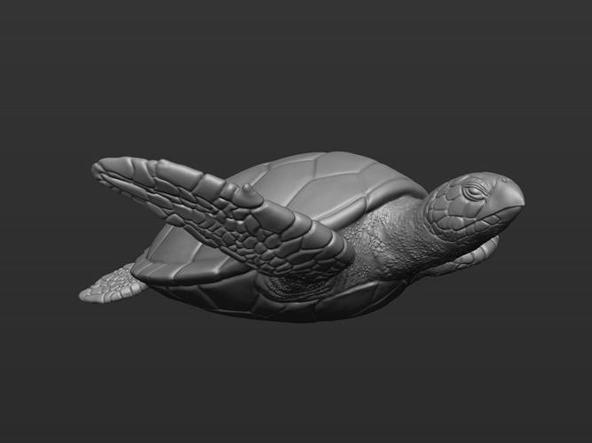 Sea turtle 3D model 3D printable | CGTrader