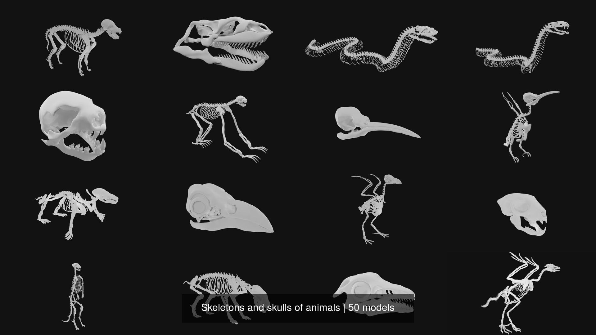 3d Model Collection Skeletons And Skulls Of Animals Vr Ar Low Poly 3d Model Collection Skeletons And Skulls Of Animals Vr Ar Low Poly