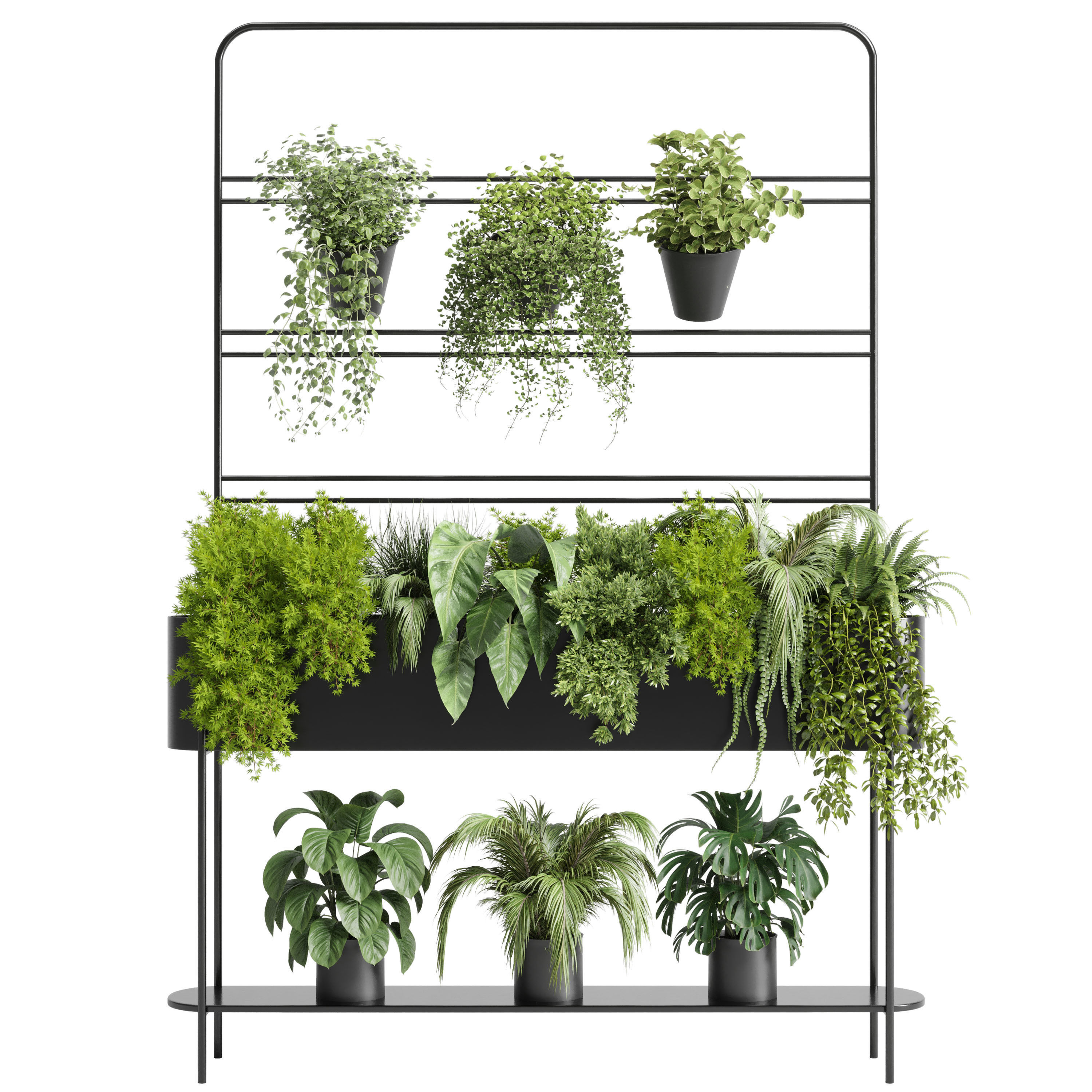 3D model Indoor plant 328 Auckland Black stand Box plant ivy fern pots