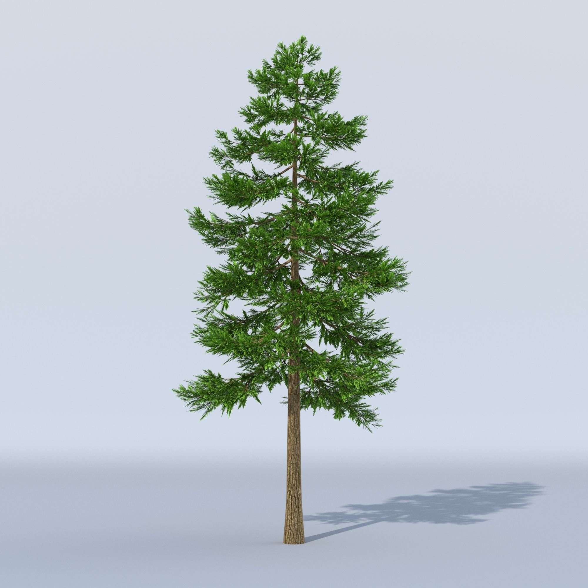 Pine Tree Pack of 3 3D model | CGTrader