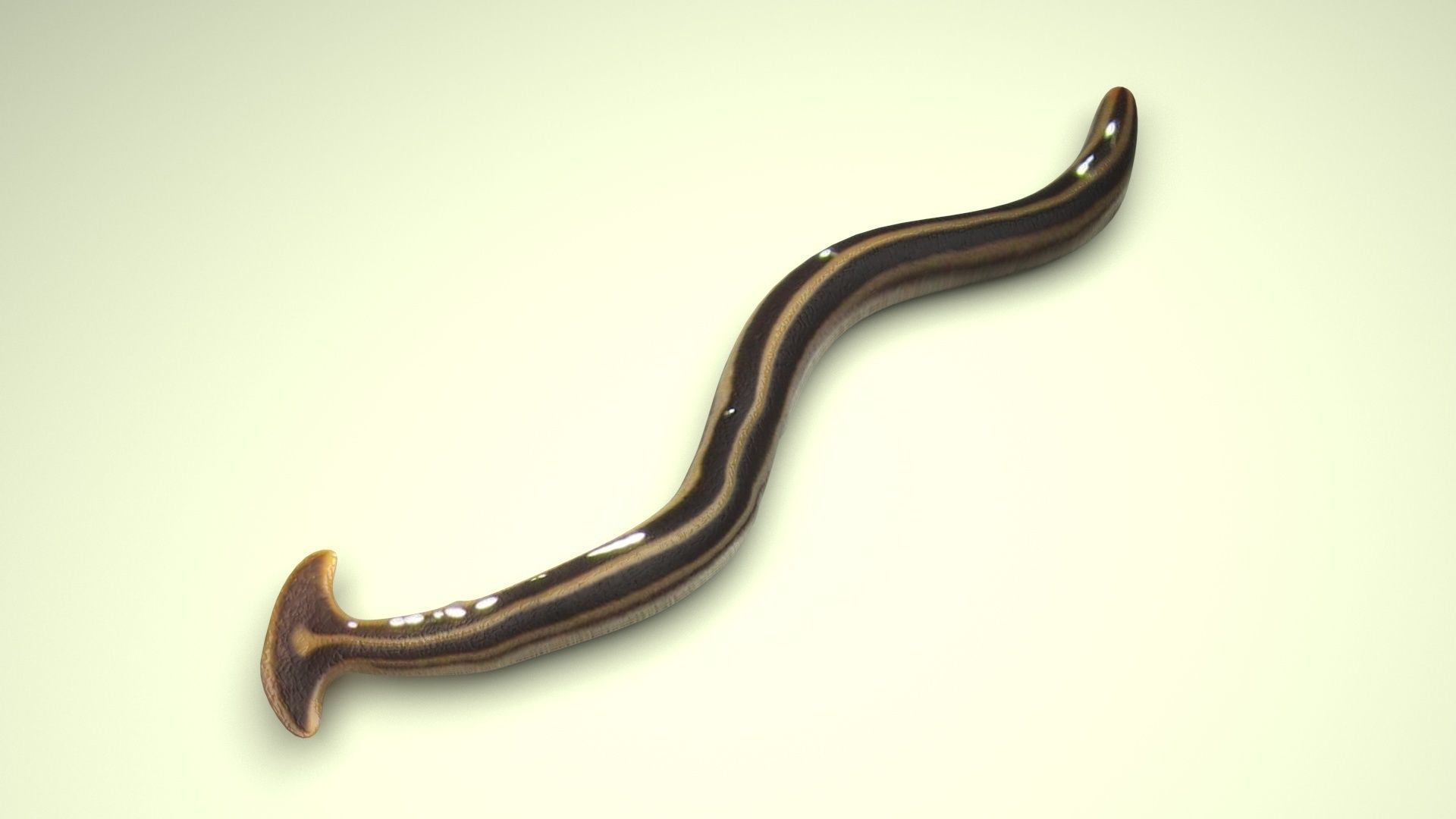 Hammerhead Worm 3D model CGTrader